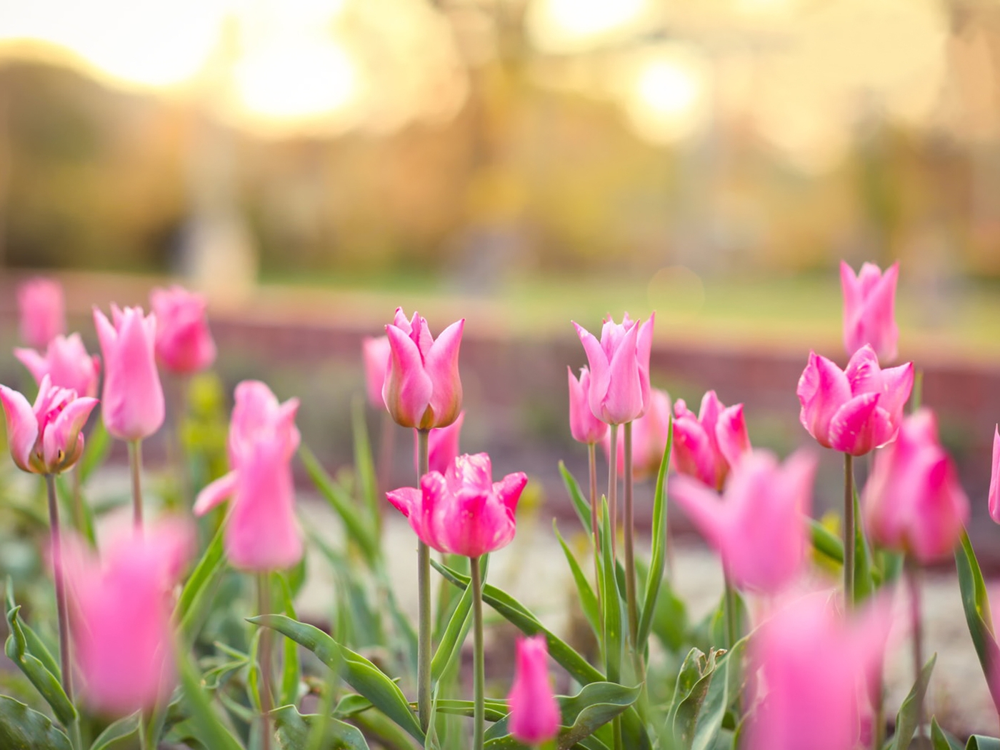 Image: Tulips, flowers, pink, flowerbed