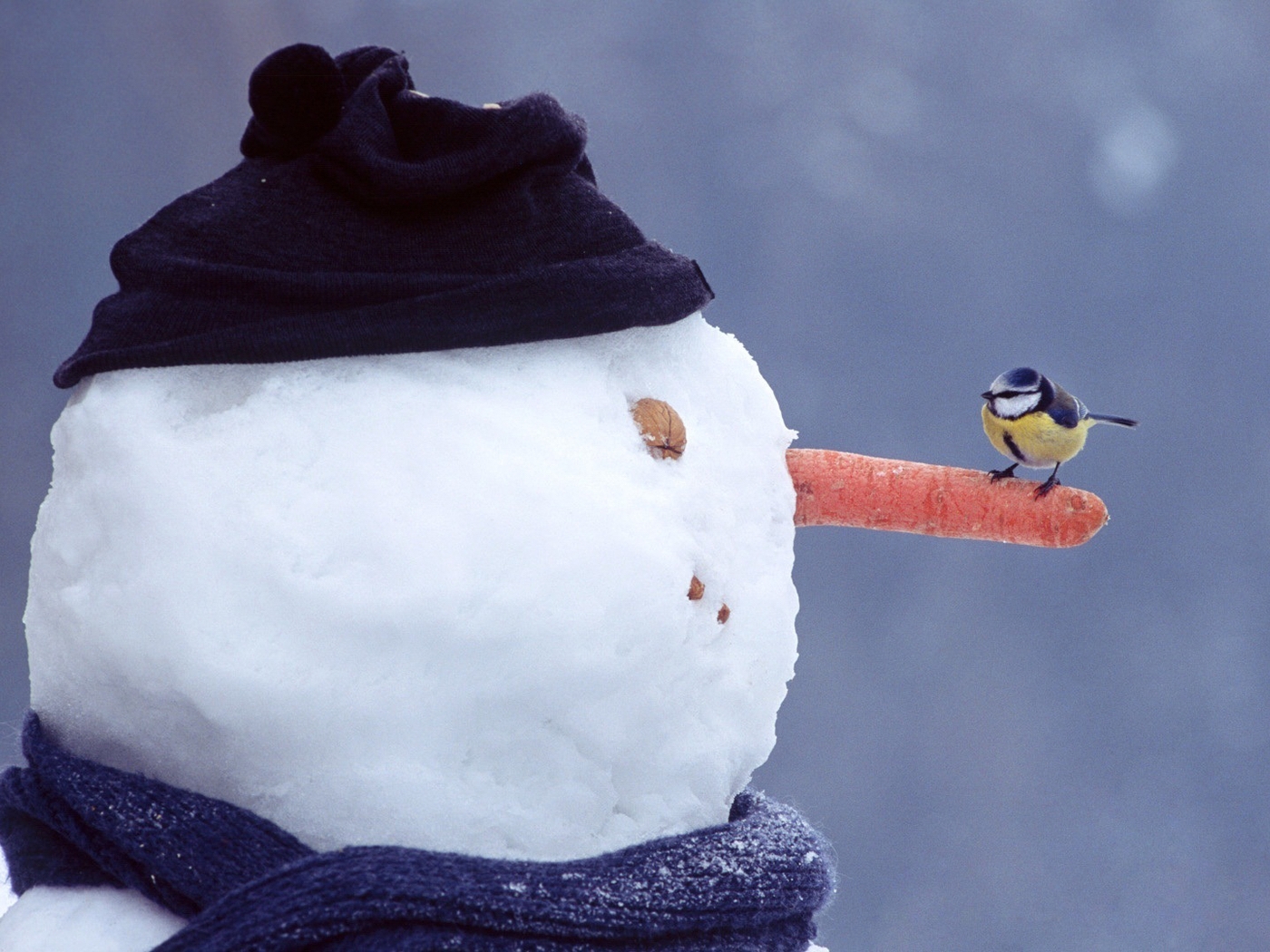 Картинка: Зима, снег, снеговик, шапка, шарф, морковка, птичка, синичка