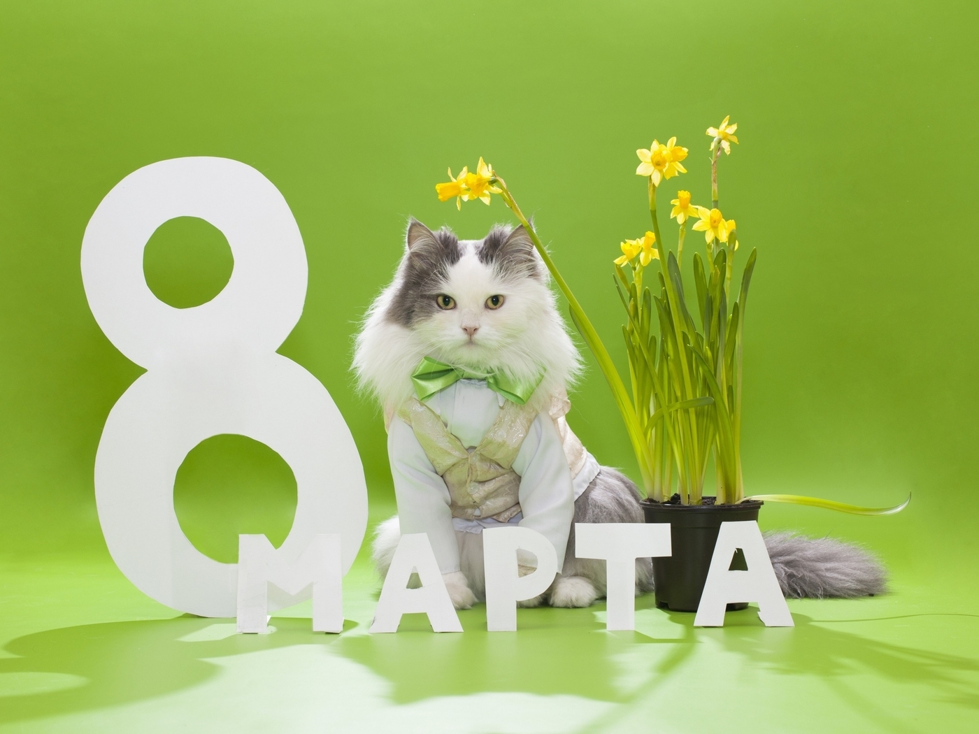 Картинка: Праздник, поздравление, 8 марта, весна, кот, пушистый, бантик, букет, цветы, жёлтые нарциссы, зелёный фон