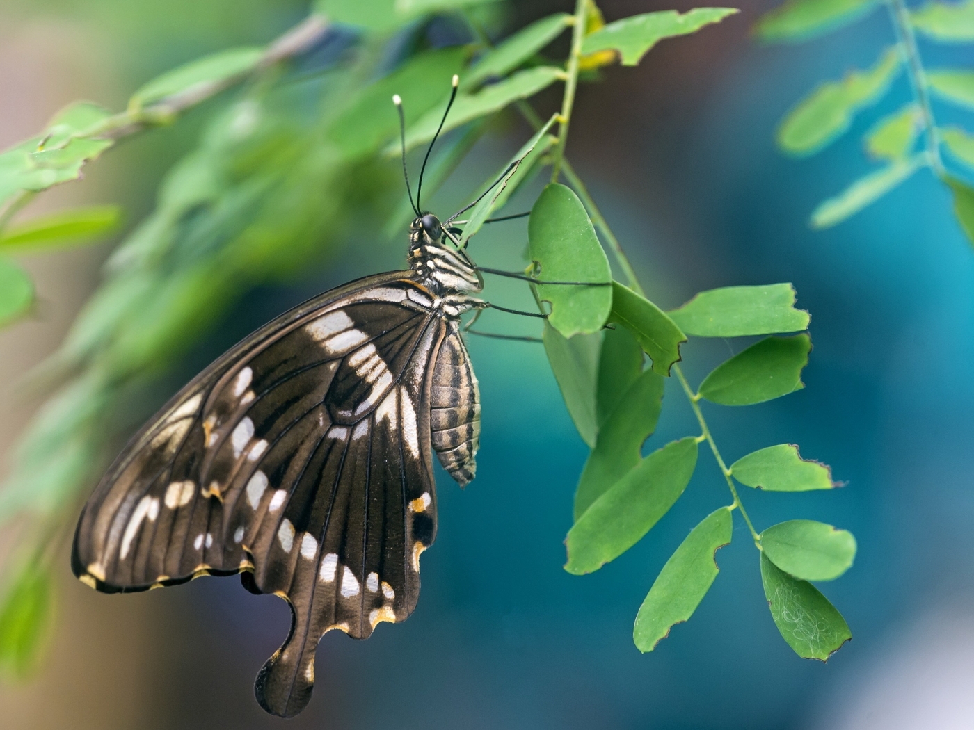Картинка: Бабочка, крылья, усики, ветка, листья