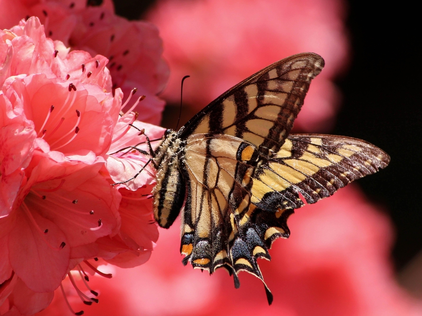 Картинка: Бабочка, розовый цветок, свет