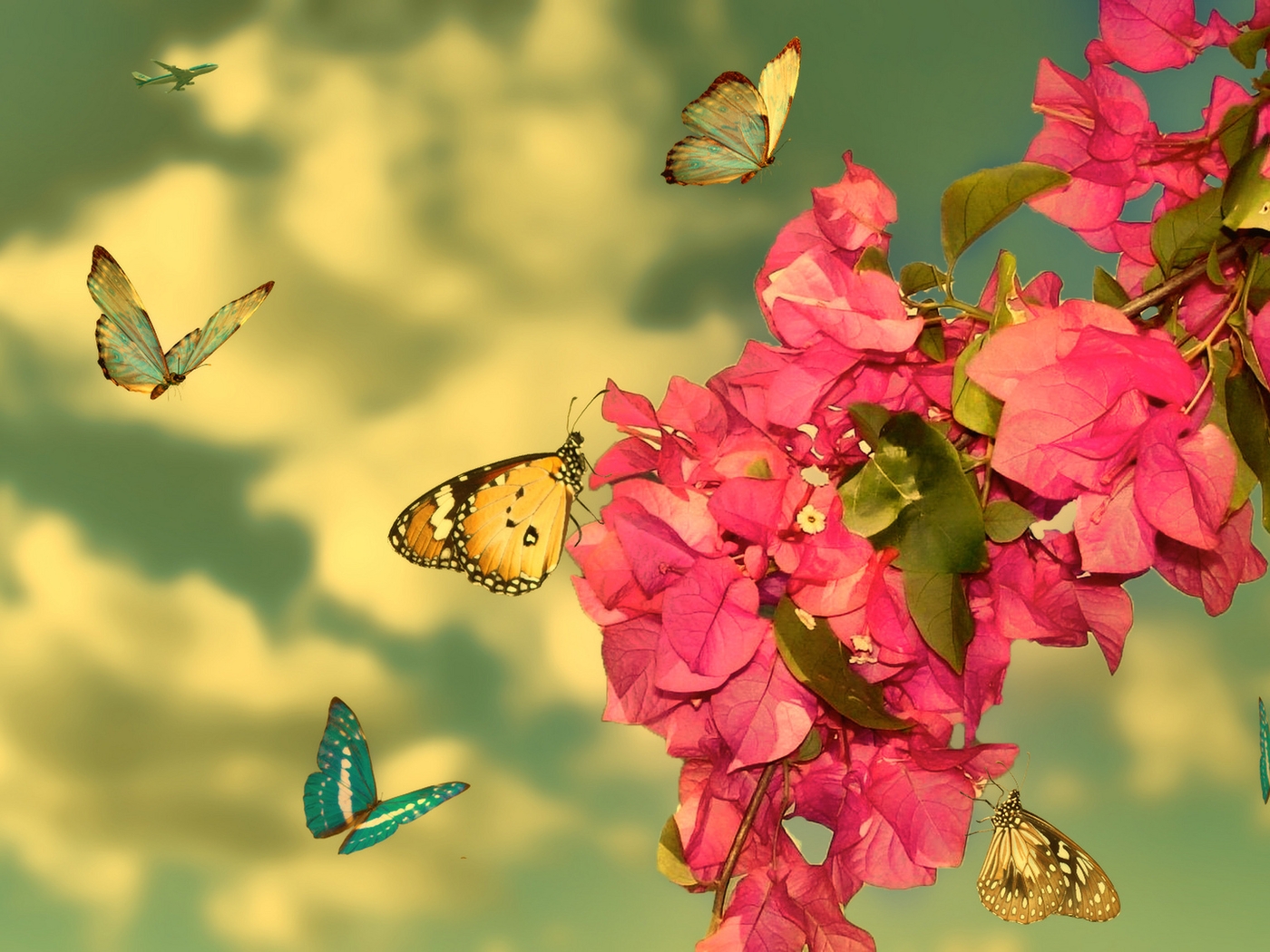 Image: Butterflies, flowers, leaves, branch, sky, clouds, aircraft