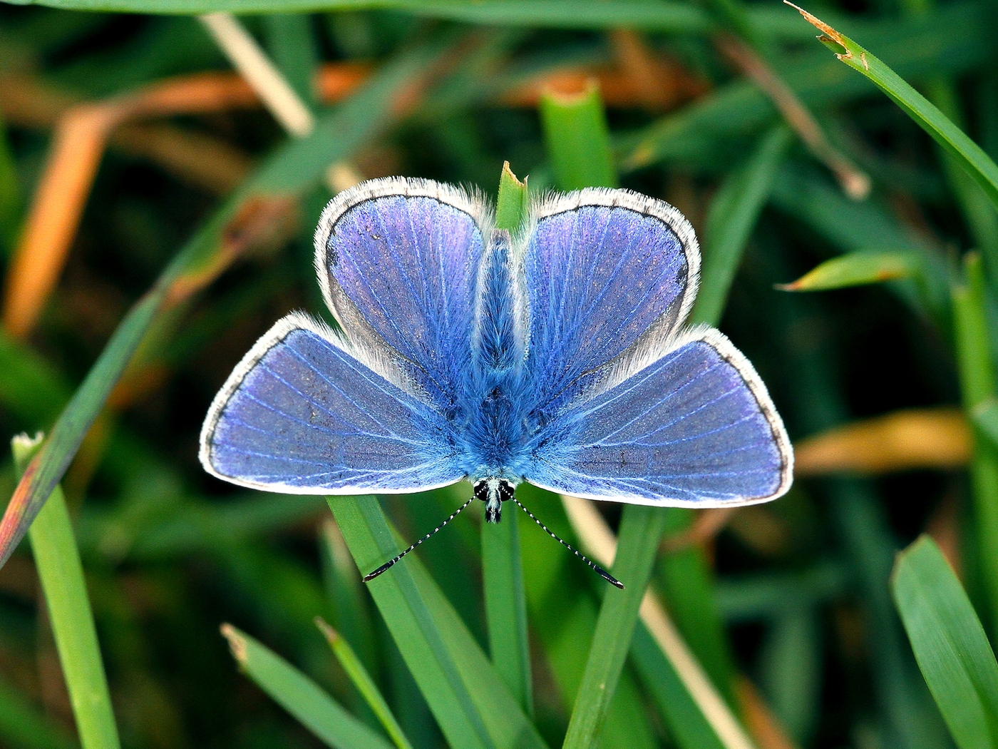 Картинка: Бабока, крылья, голубые, трава, зелень
