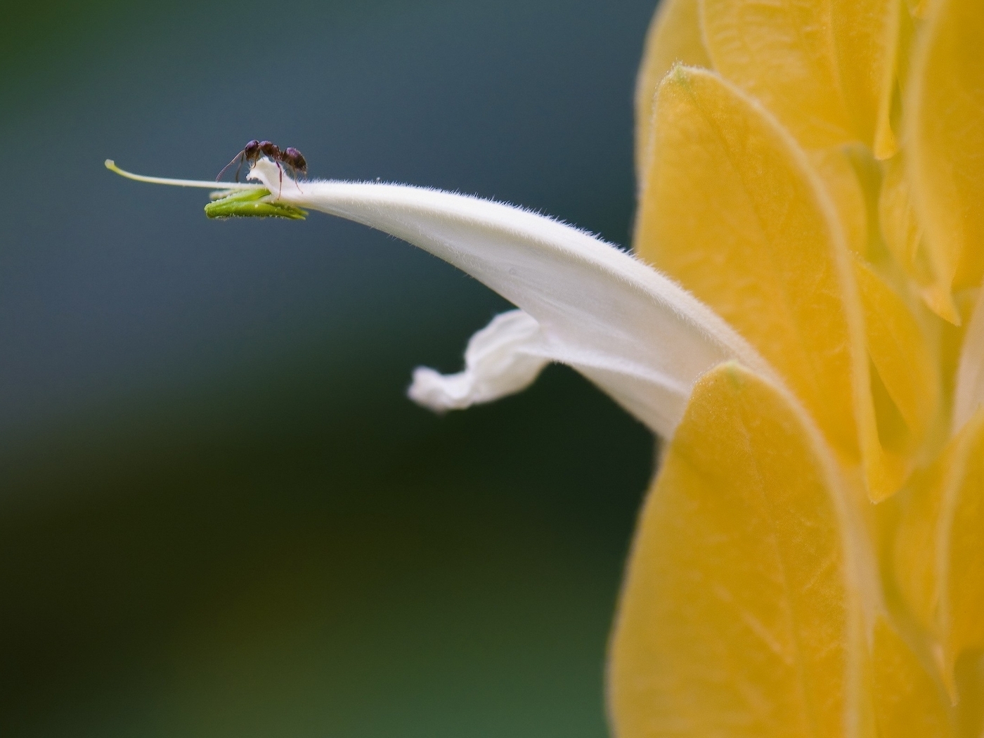 Image: Ant, petals, flower, yellow, macro, close-up