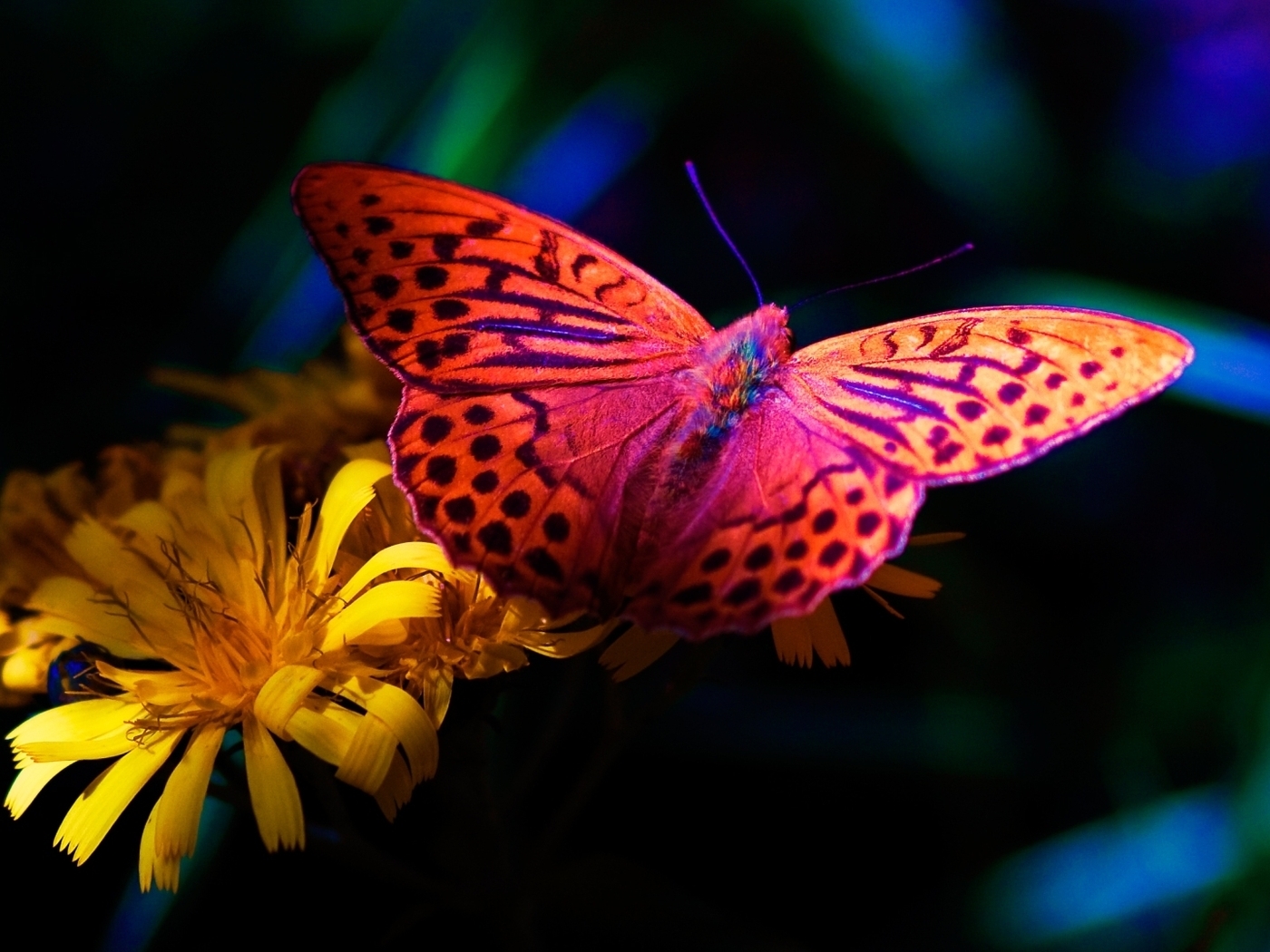 Картинка: бабочка, жёлтые цветы, ночь, природа