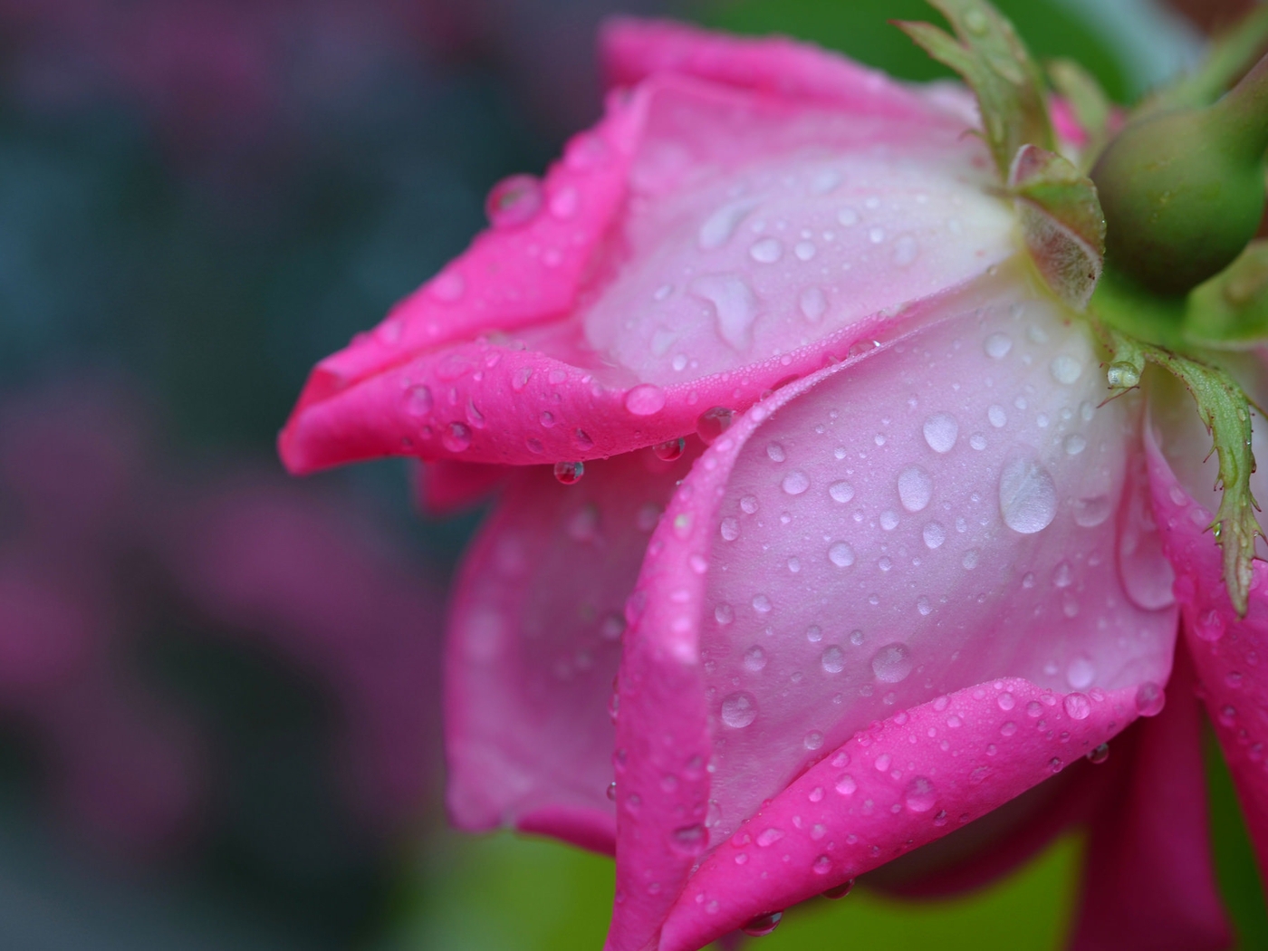 Картинка: Роза, розовая, цветок, роса, капли