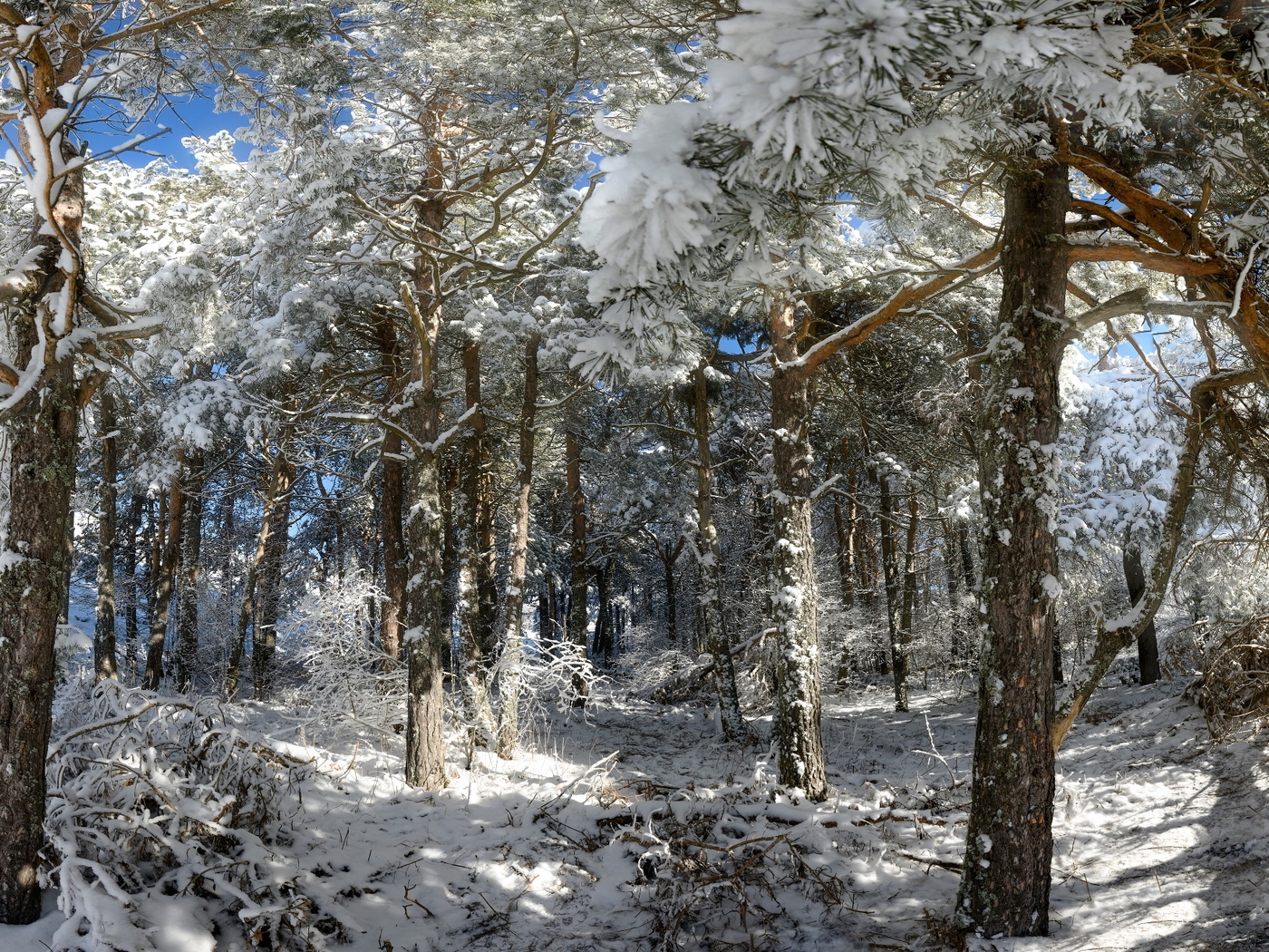 Картинка: Хвоя, лес, деревья, зима, снег, день