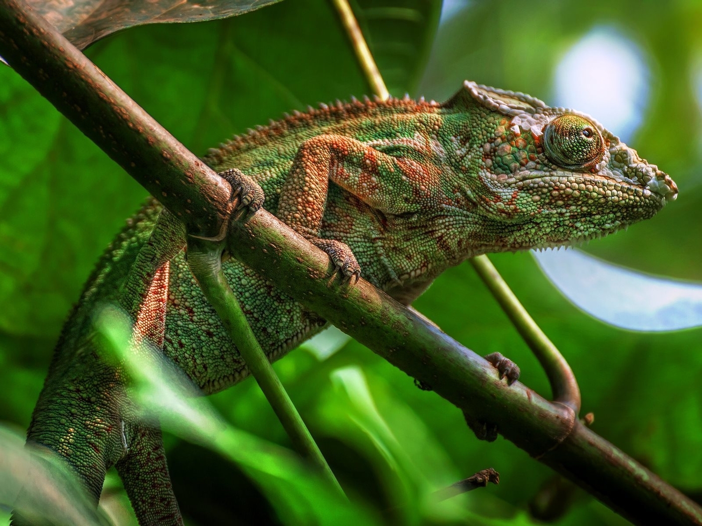 Image: Chameleon, lizard, branch, greens