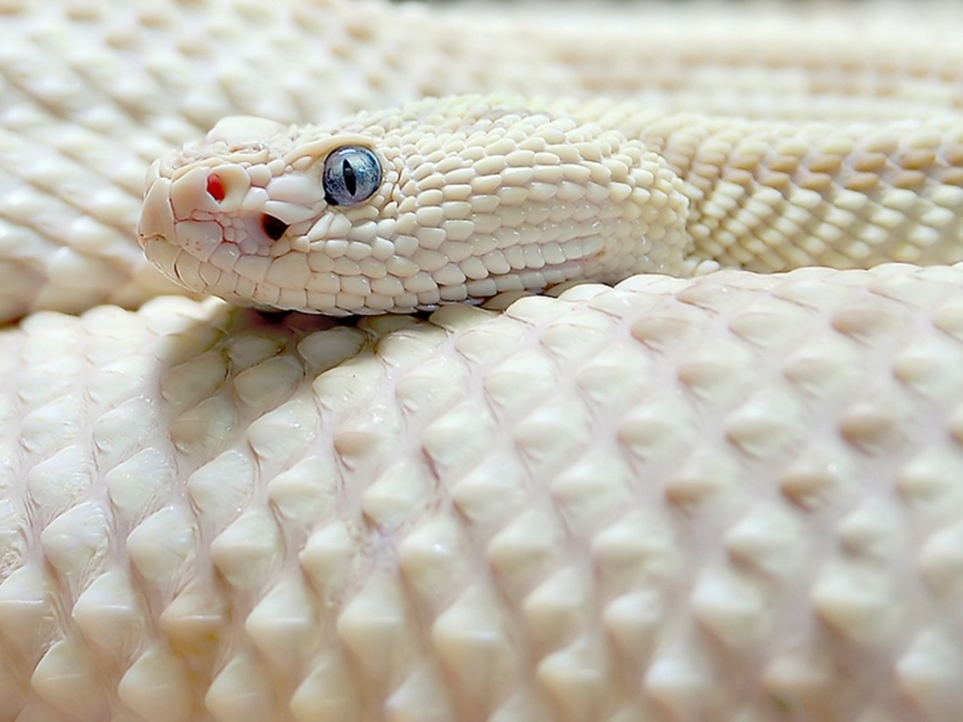 Картинка: Змея, кожа, чешуя, глаза, белая