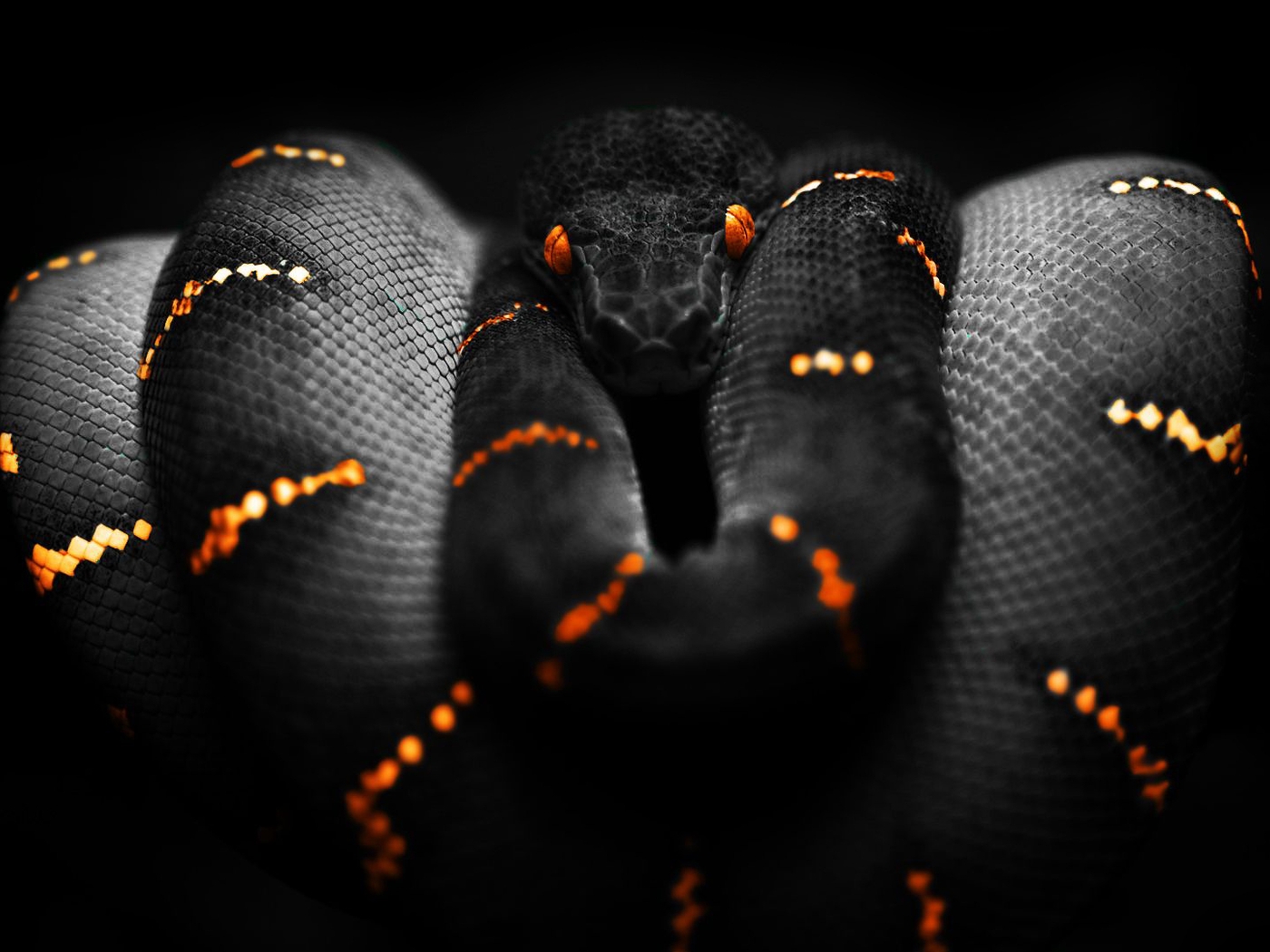 Картинка: Змея, кожа, чешуя, глаза, полосы, опасность, чёрный фон