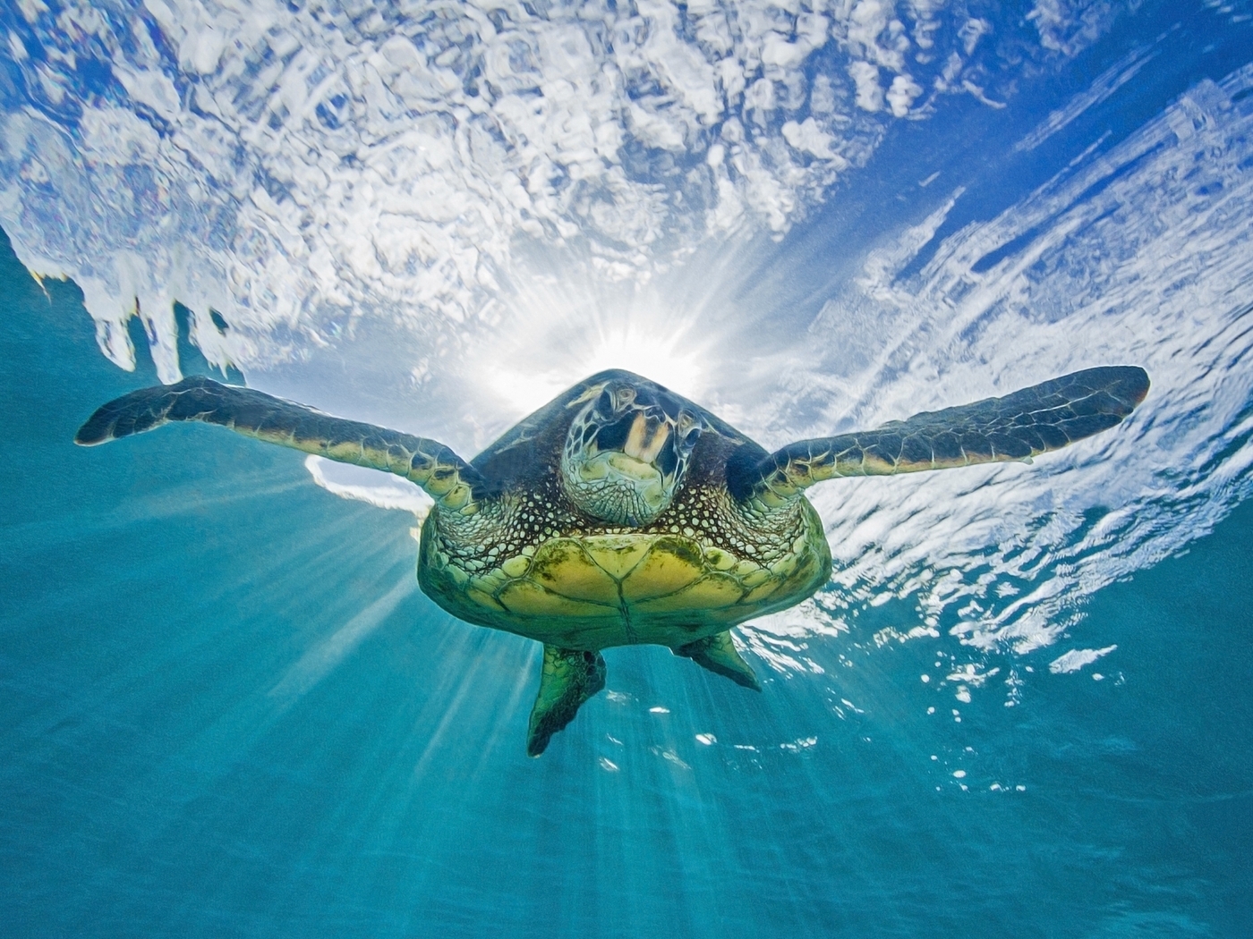 Image: Turtle, floating, light, surface, ocean, sky, underwater