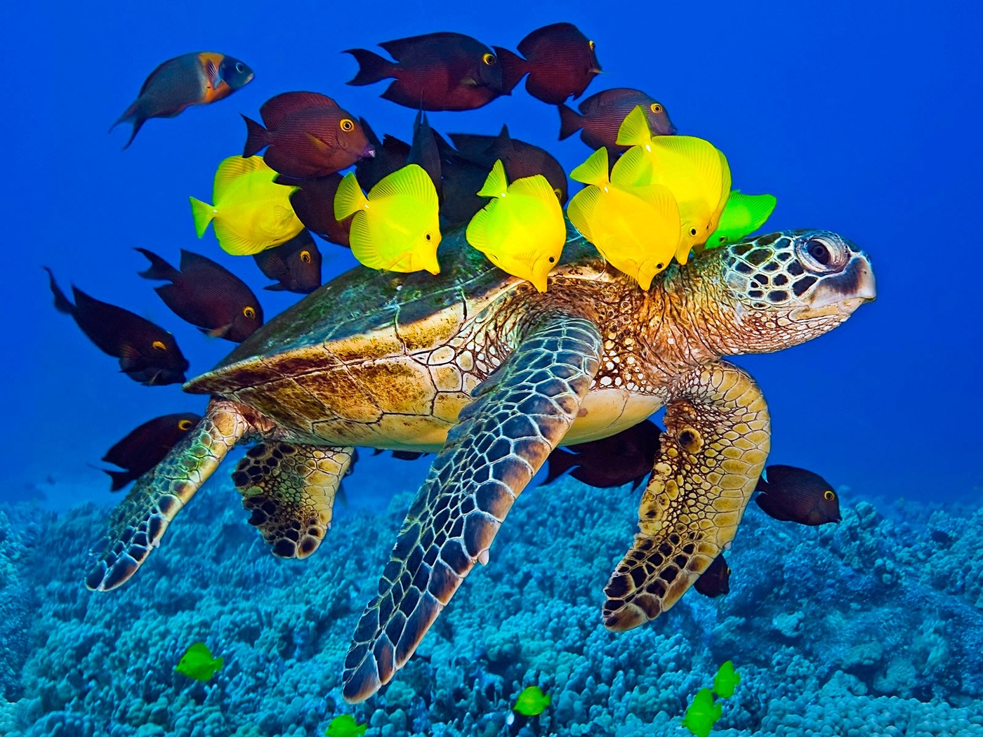 Картинка: Зелёная морская черепаха, рыбы, хирург, зебрасомы, кораллы