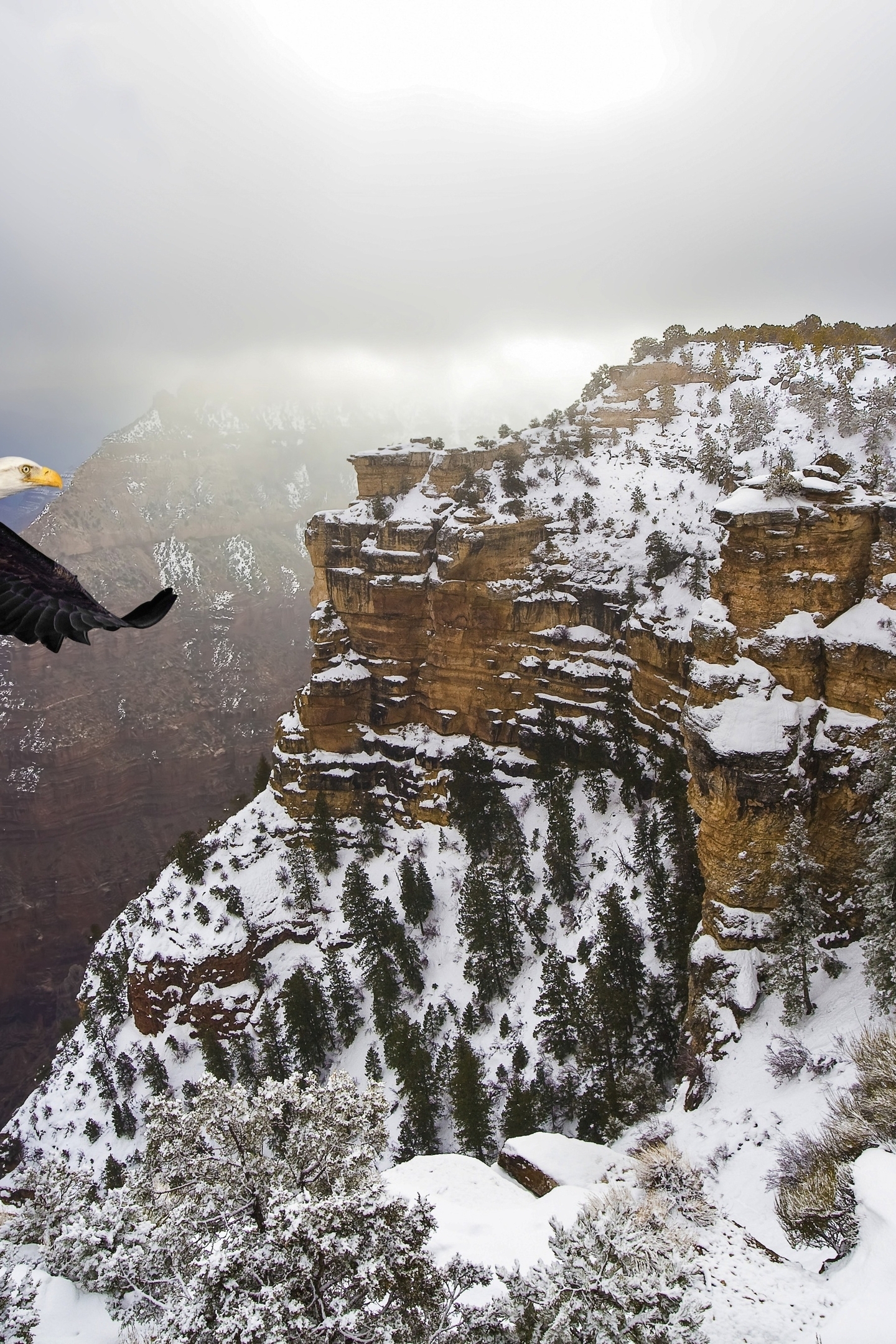 Картинка: Белоголовый орлан, орёл, летит, полёт, крылья, горы, зима, снег, высота, птица, хищная
