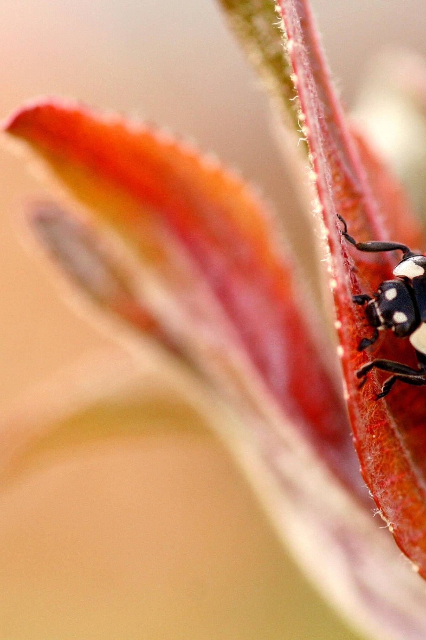 Image: Ladybug, red, spots, leaf, macro, background, blur