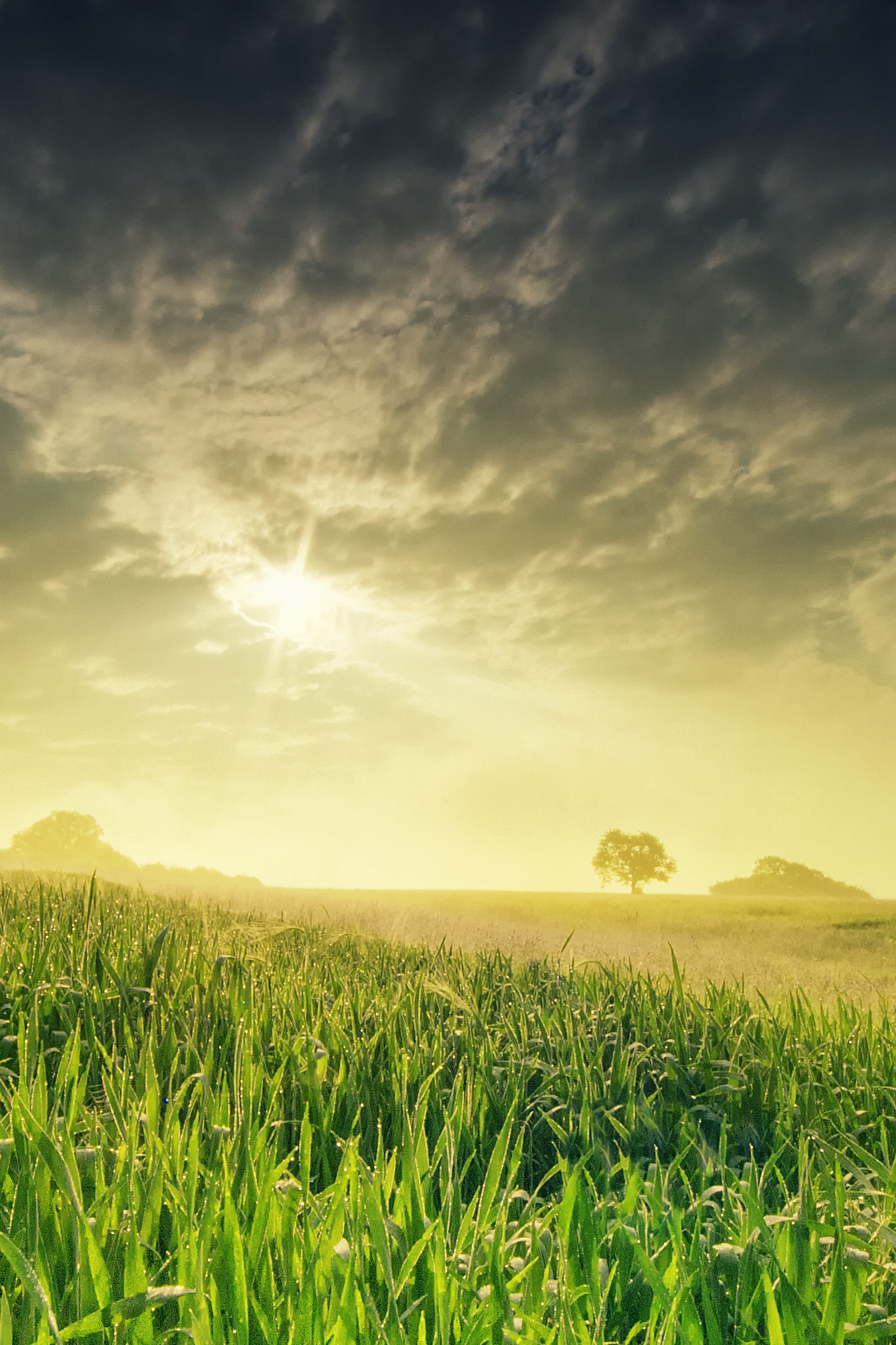 Картинка: Пейзаж, поле, трава, солнце, закат, небо, облака