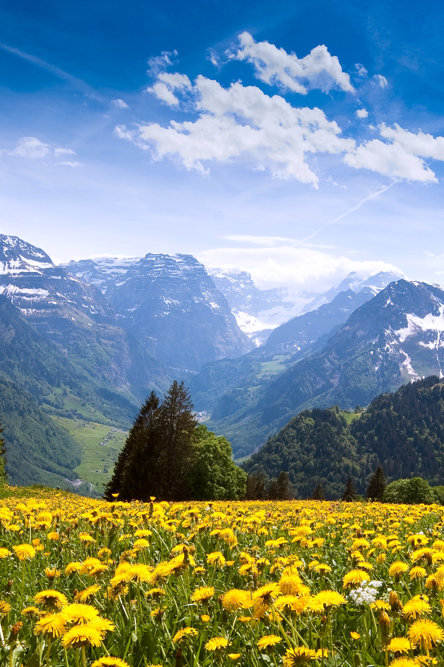 Image: Field, dandelions, trees, mountains, sky, clouds