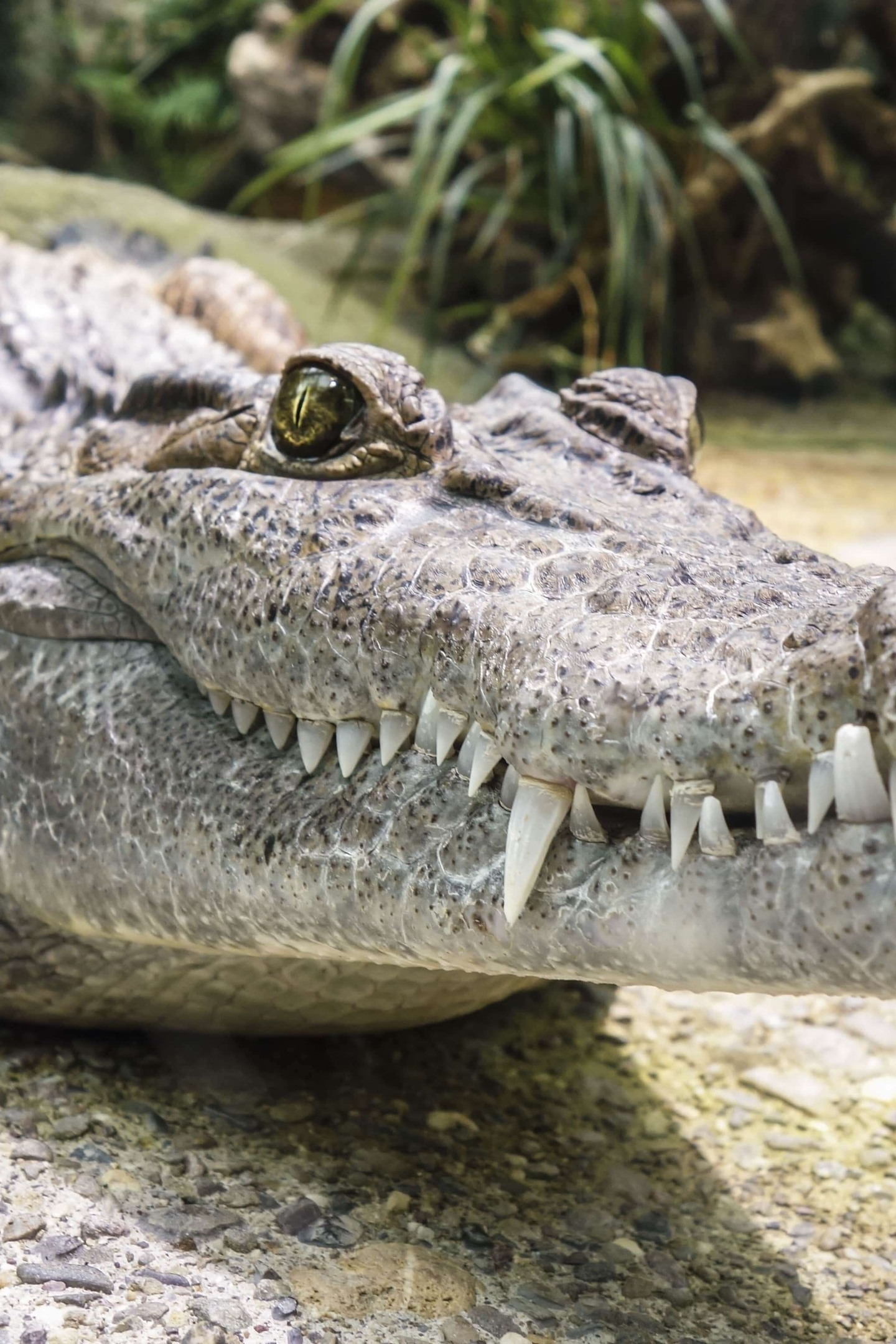 Картинка: Крокодил, рептилия, морда, зубы, пасть, глаза, камень