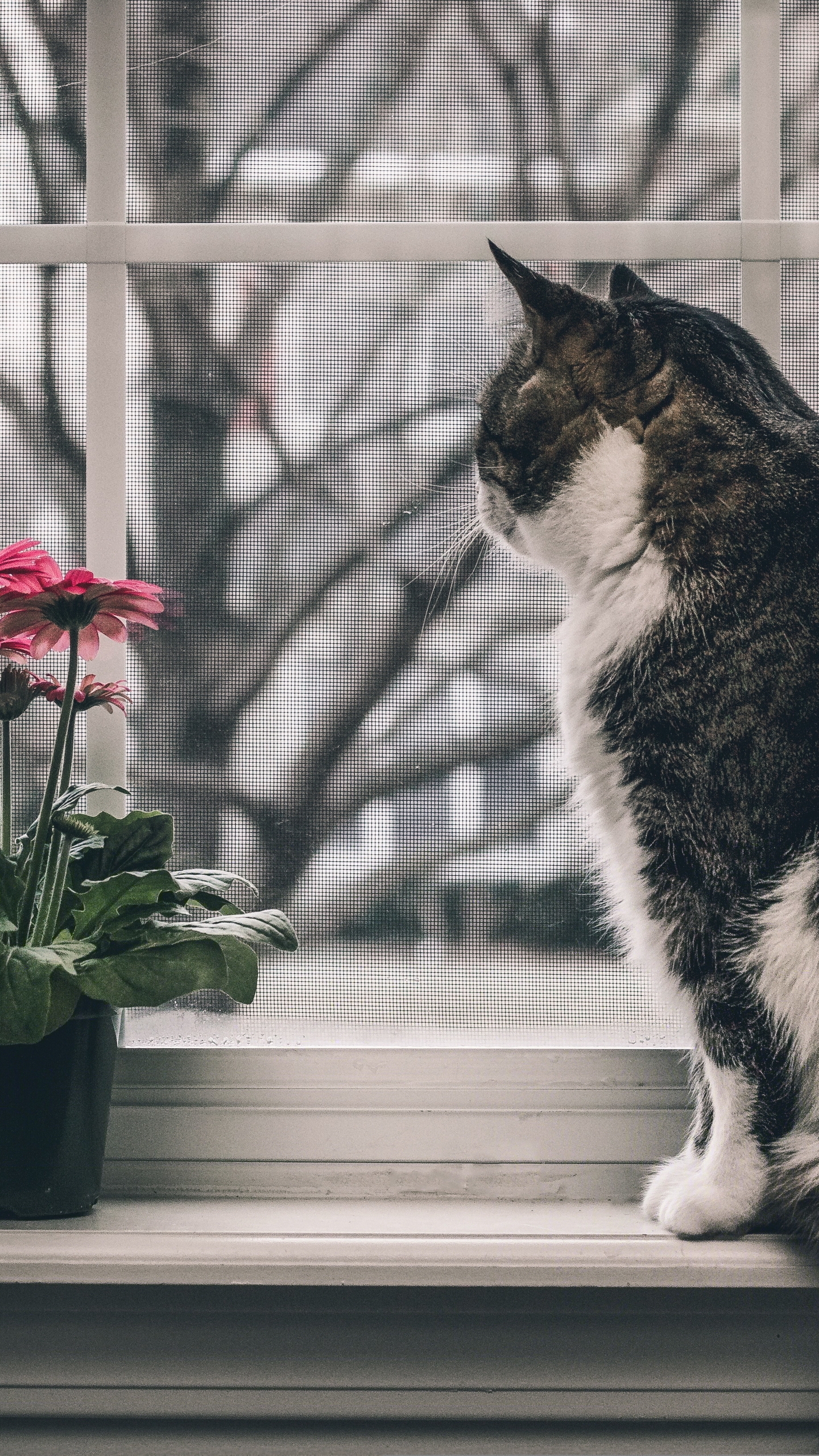 Image: Cat, sitting, window sill, watching, window, flower