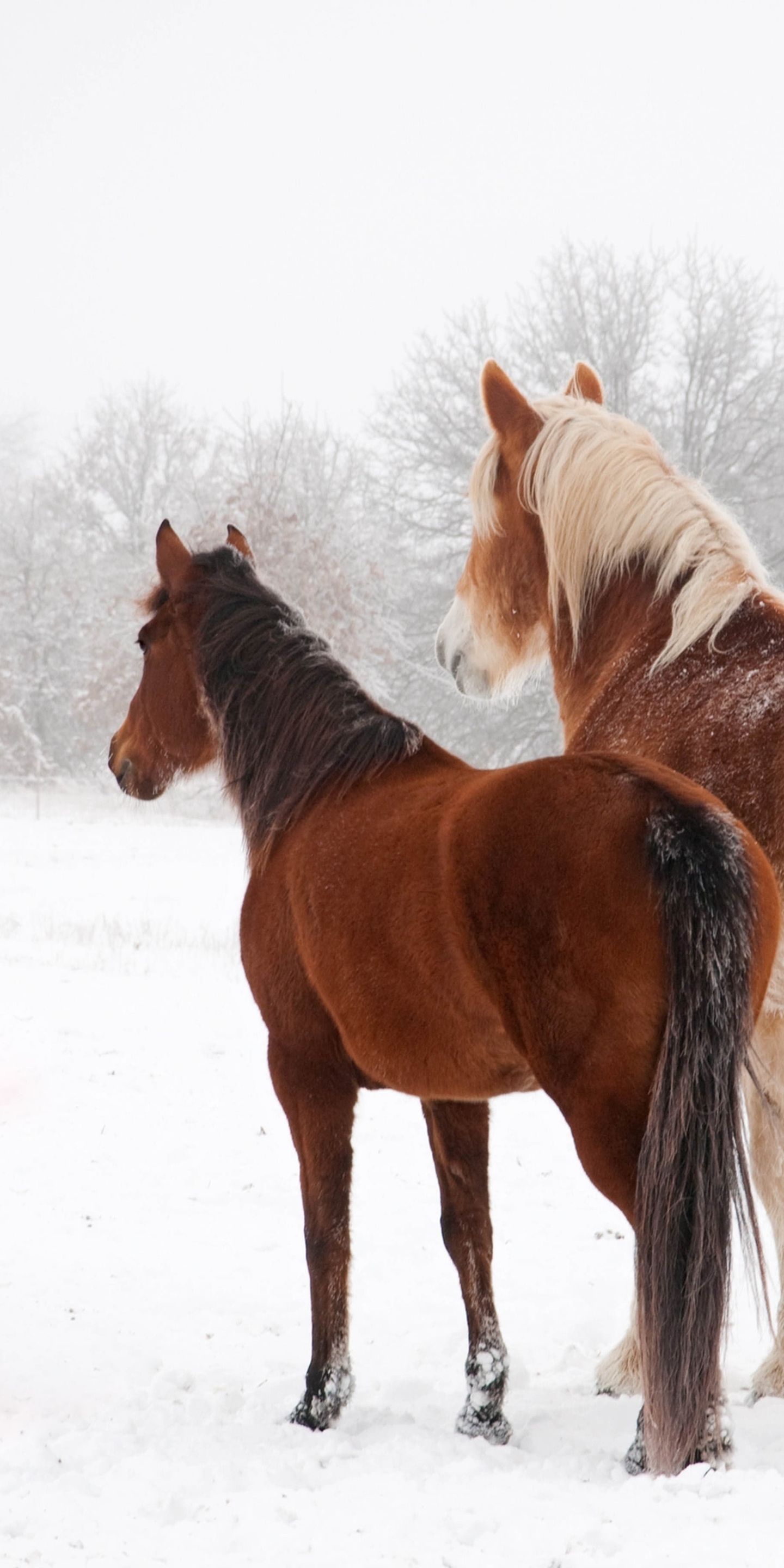 Картинка: Лошадь, зима, снег, пара