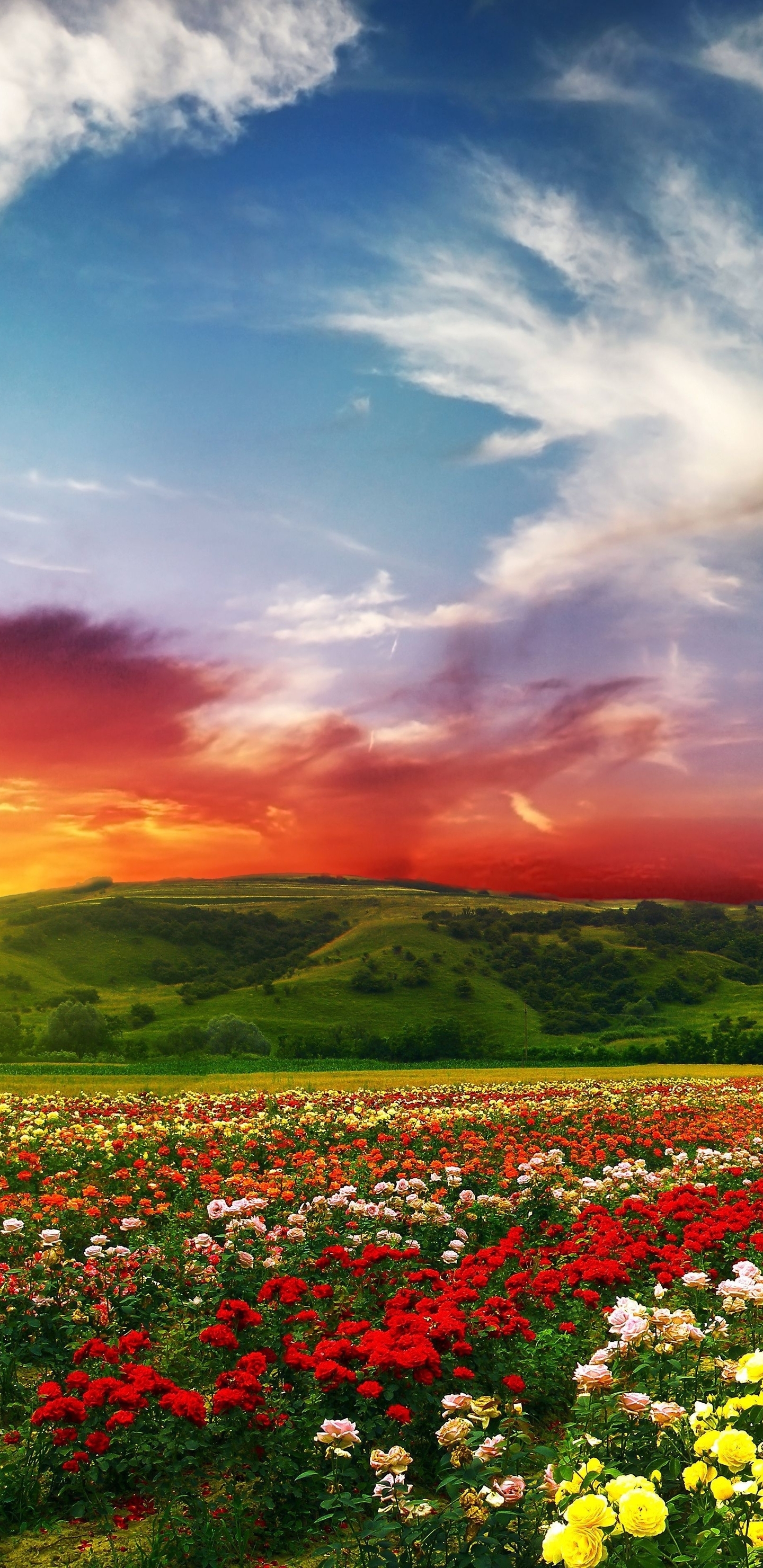 Image: flowers, field, sunset, summer, hill, sky
