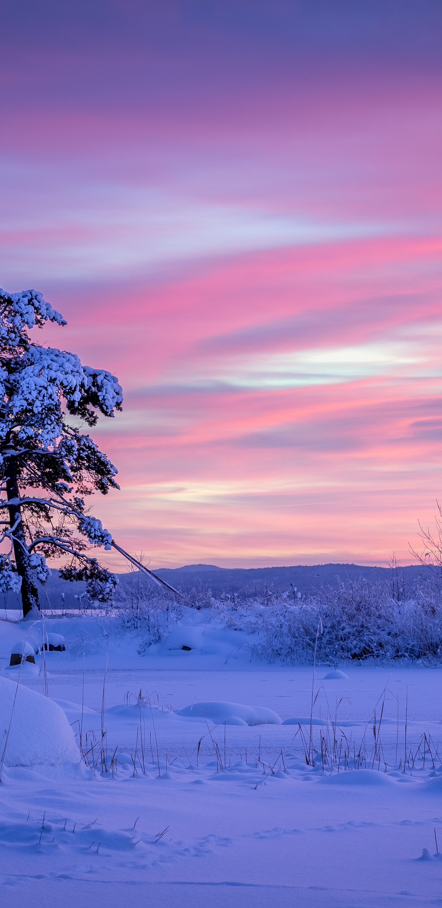 Image: Winter, snow, tree, sky