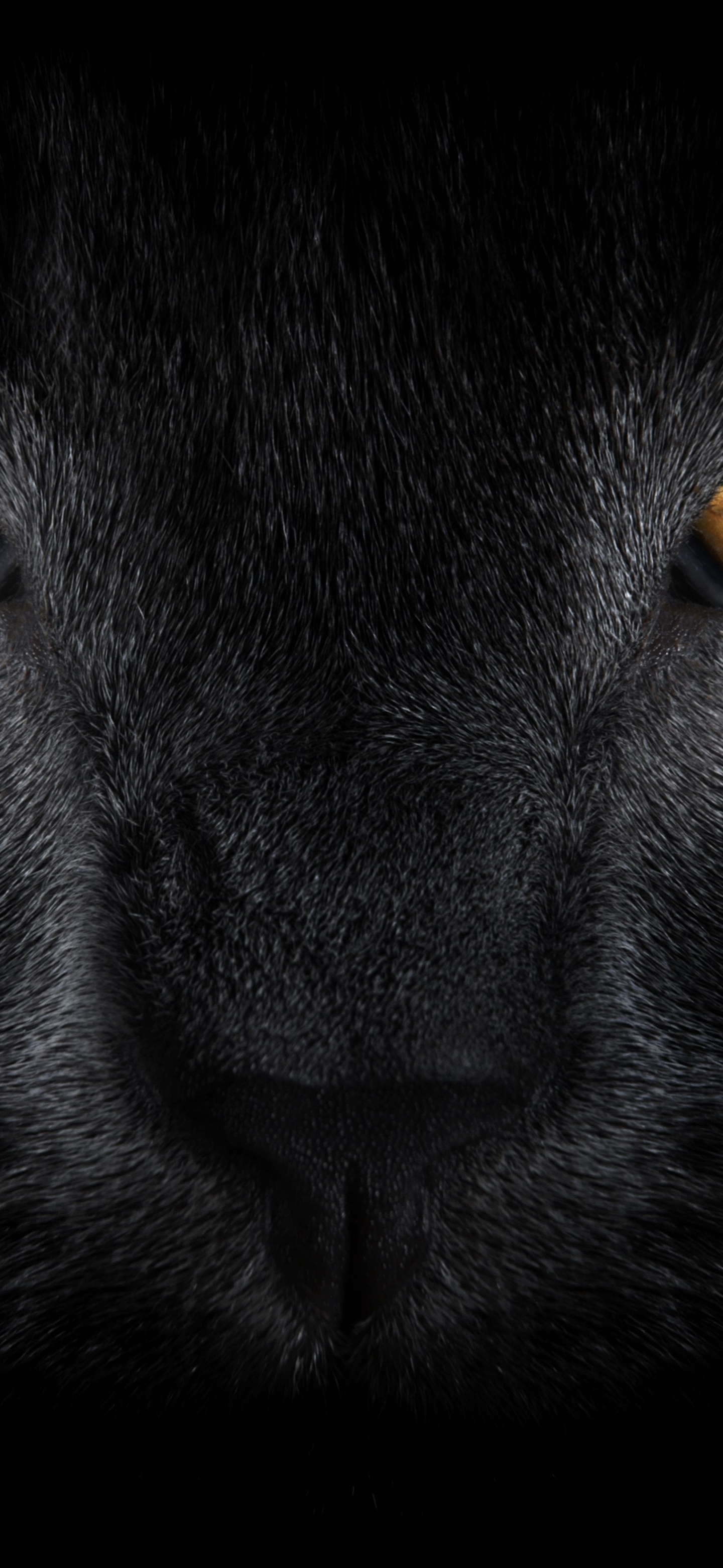 Картинка: Чёрная кошка, глаза, нос, шерсть, усы, взгляд
