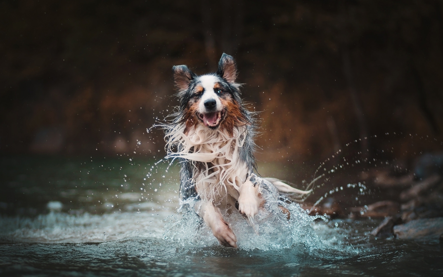 Image: Australian shepherd, Aussie, breed, water, splashing, running, wet, mood