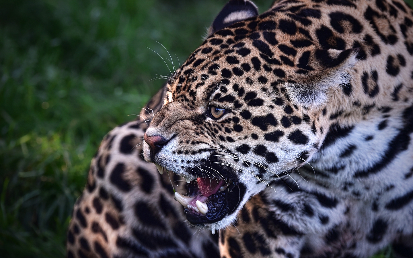 Image: Big cat, Jaguar, predator, grin, canines, spots