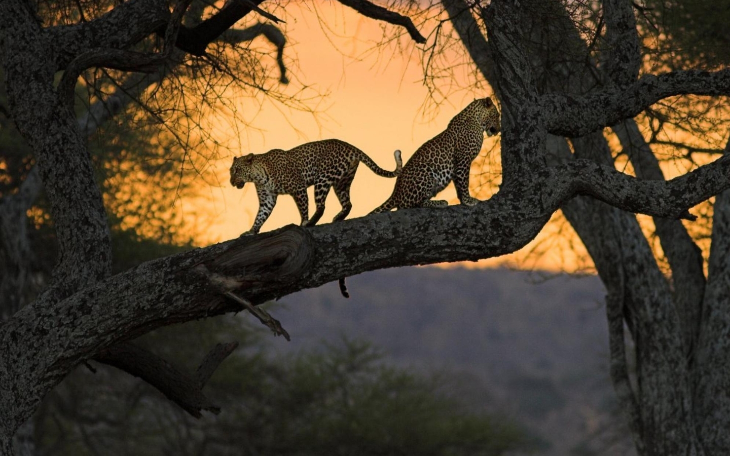 Картинка: Дерево, Африка, леопард, кошки, природа, закат