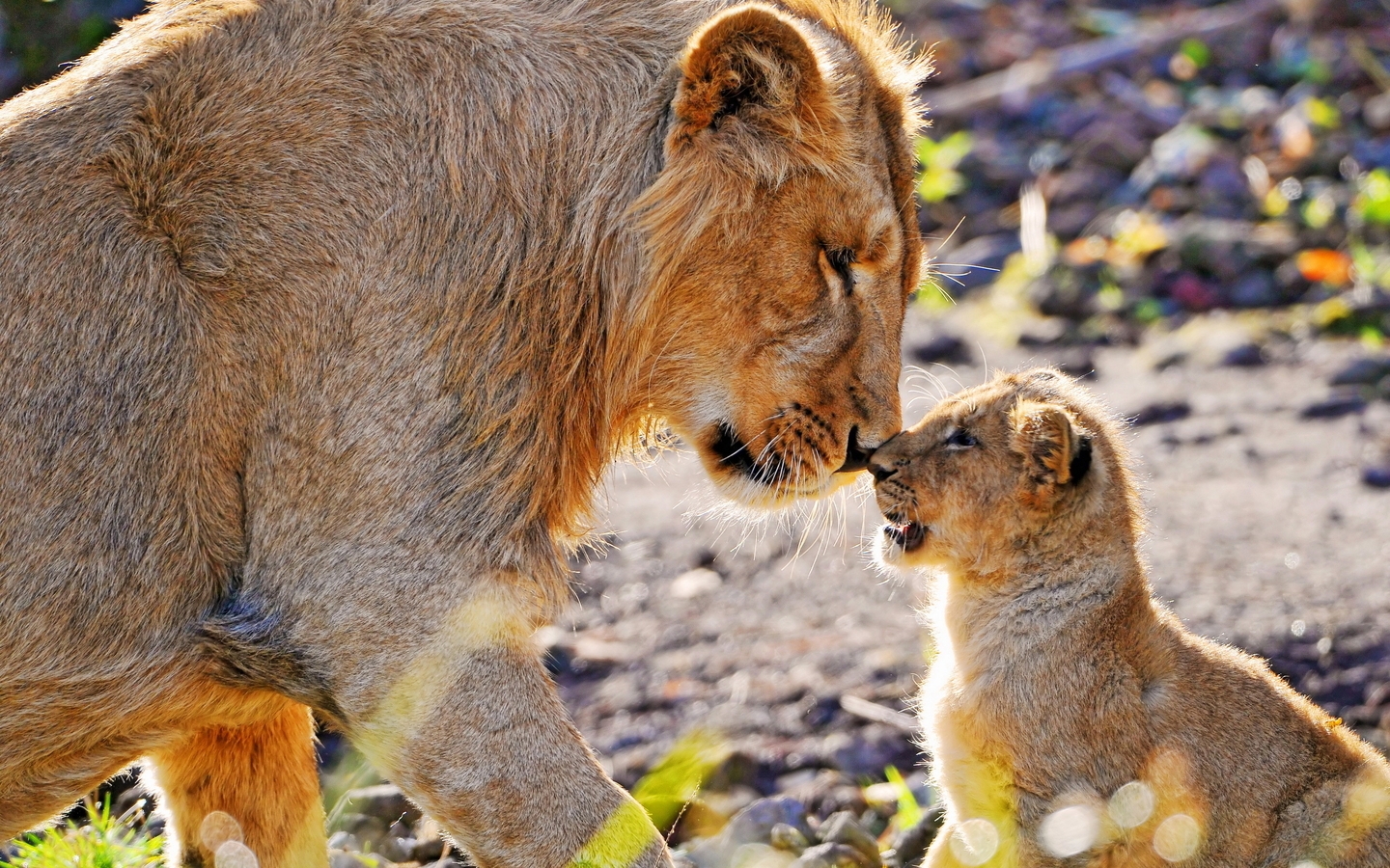 Image: lioness, mother, cub, predator, nose to nose