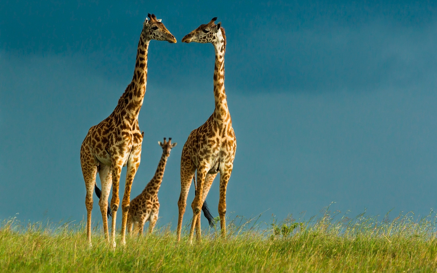 Картинка: Жирафы, длинная шея, Саванна, Африка, дикая природа, небо, трава