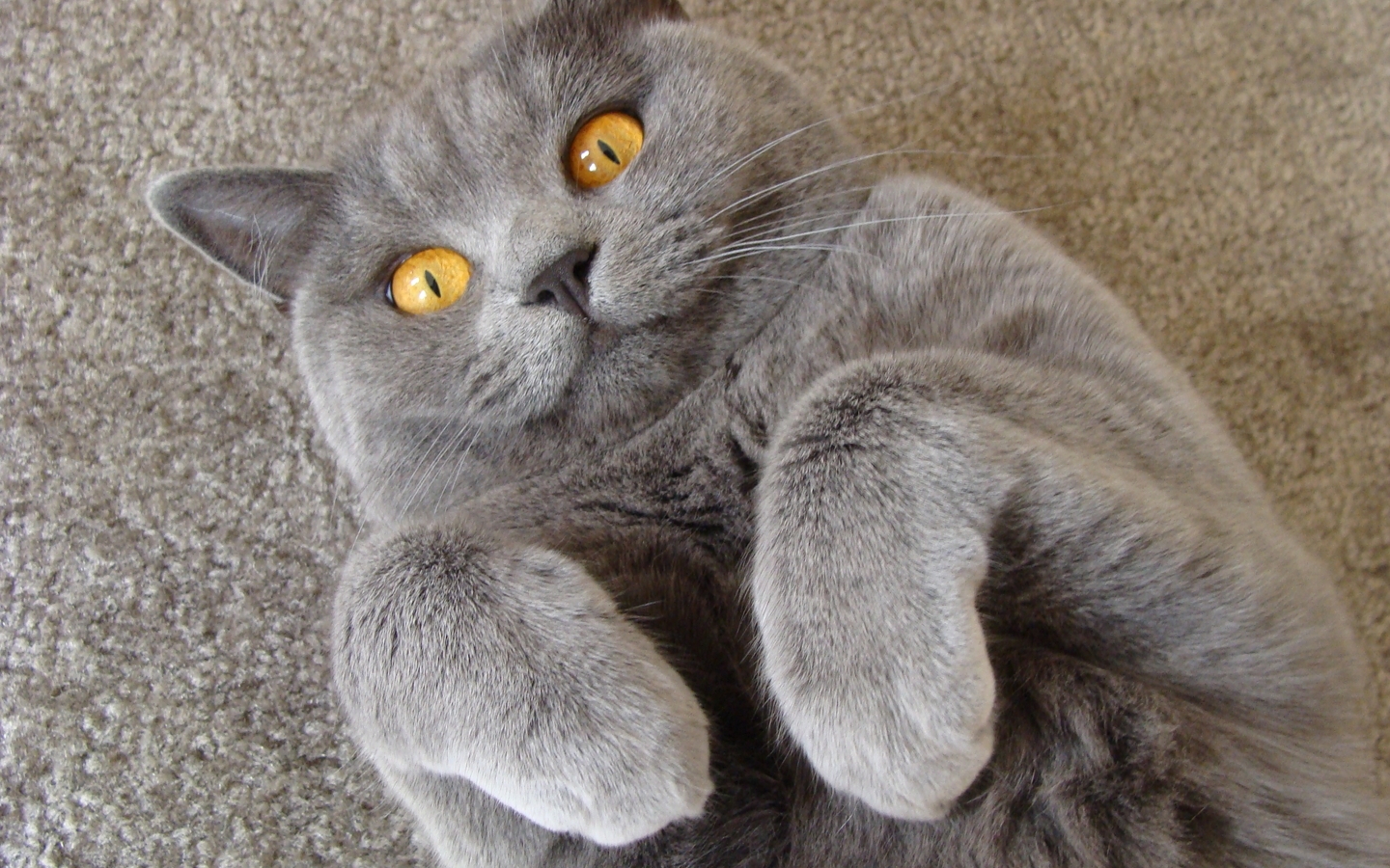 Image: Cat, whiskers, wool, british, carpet, curly, yellow eyes