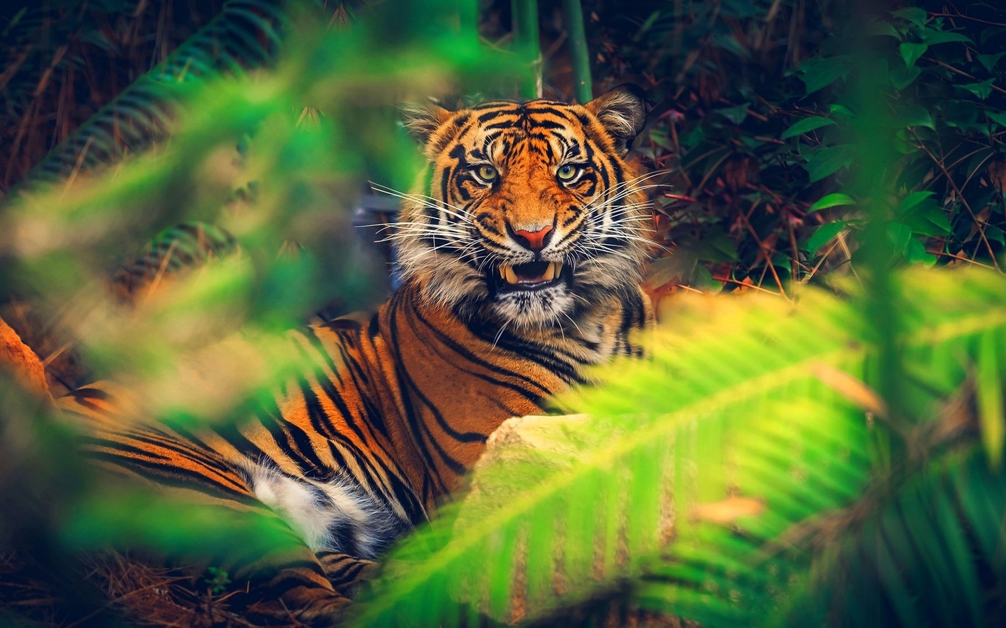 Картинка: Тигр, полосы, клыки, оскал, лежит, морда, глаза, взгляд, хищник, заросли