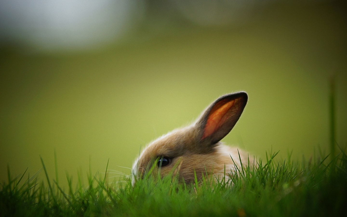 Image: Rabbit, ears, eye, furry, profile, grass, green, fear