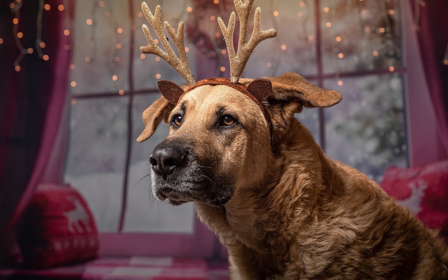 Image: Dog, costume, deer antlers, holiday, lights, window