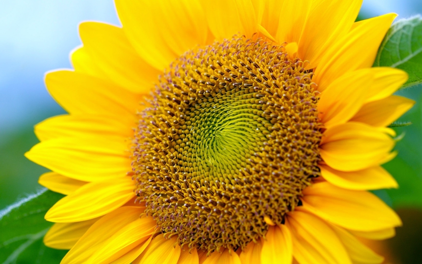 Картинка: Подсолнух, жёлтый, семена, энергия, солнце
