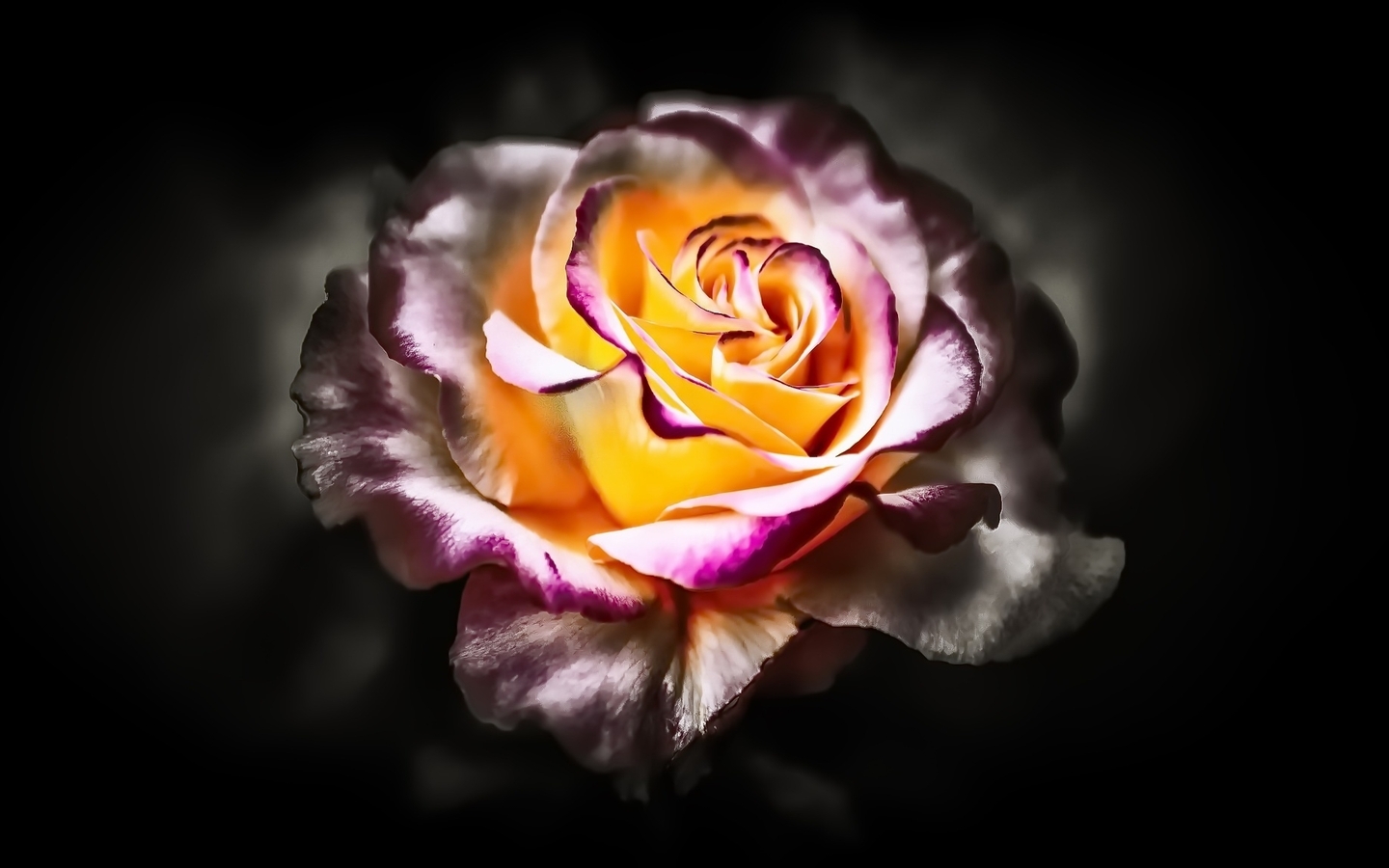 Картинка: Цветок, роза, лепестки