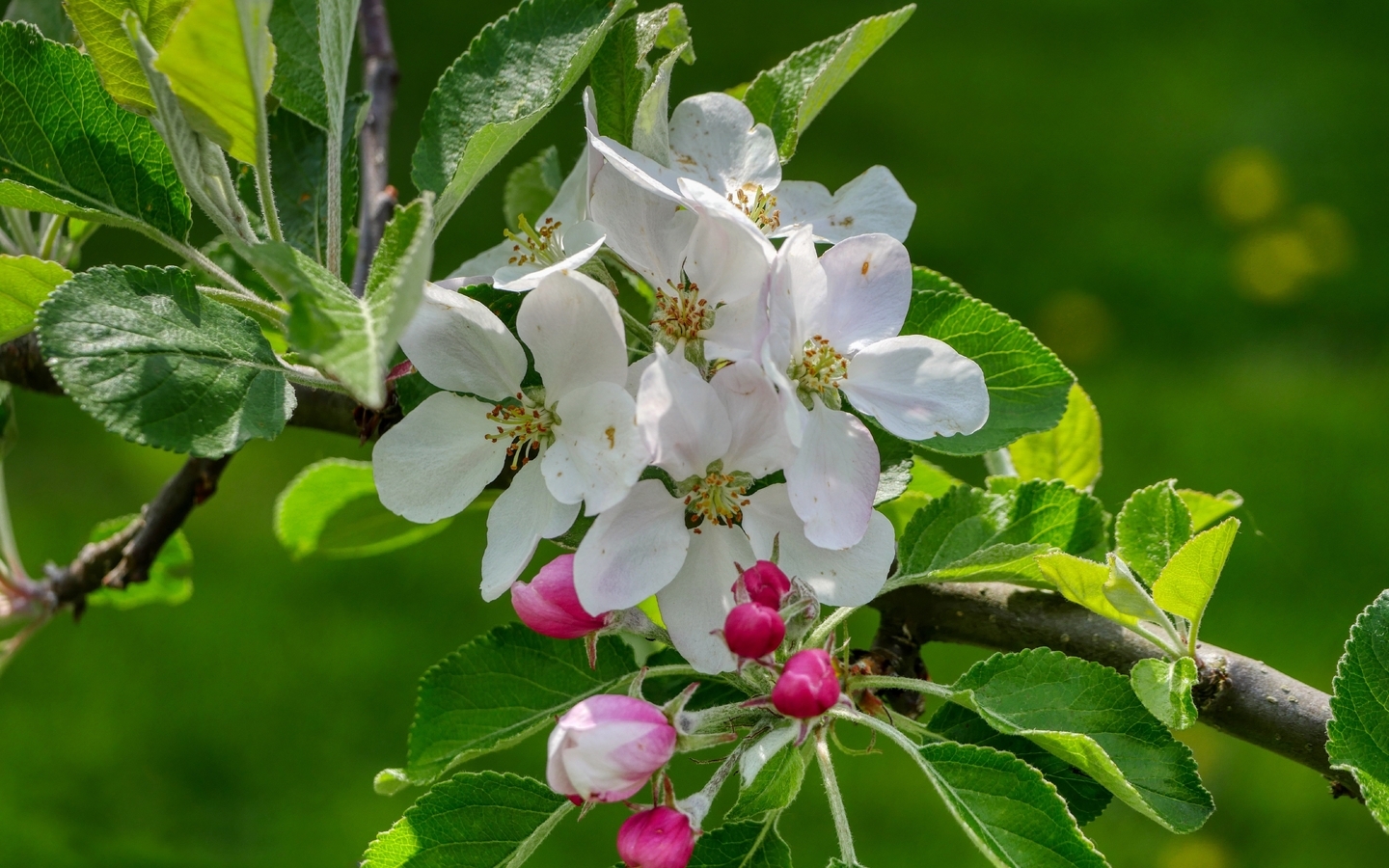 Image: Flowers, white, branch, leaves, green background