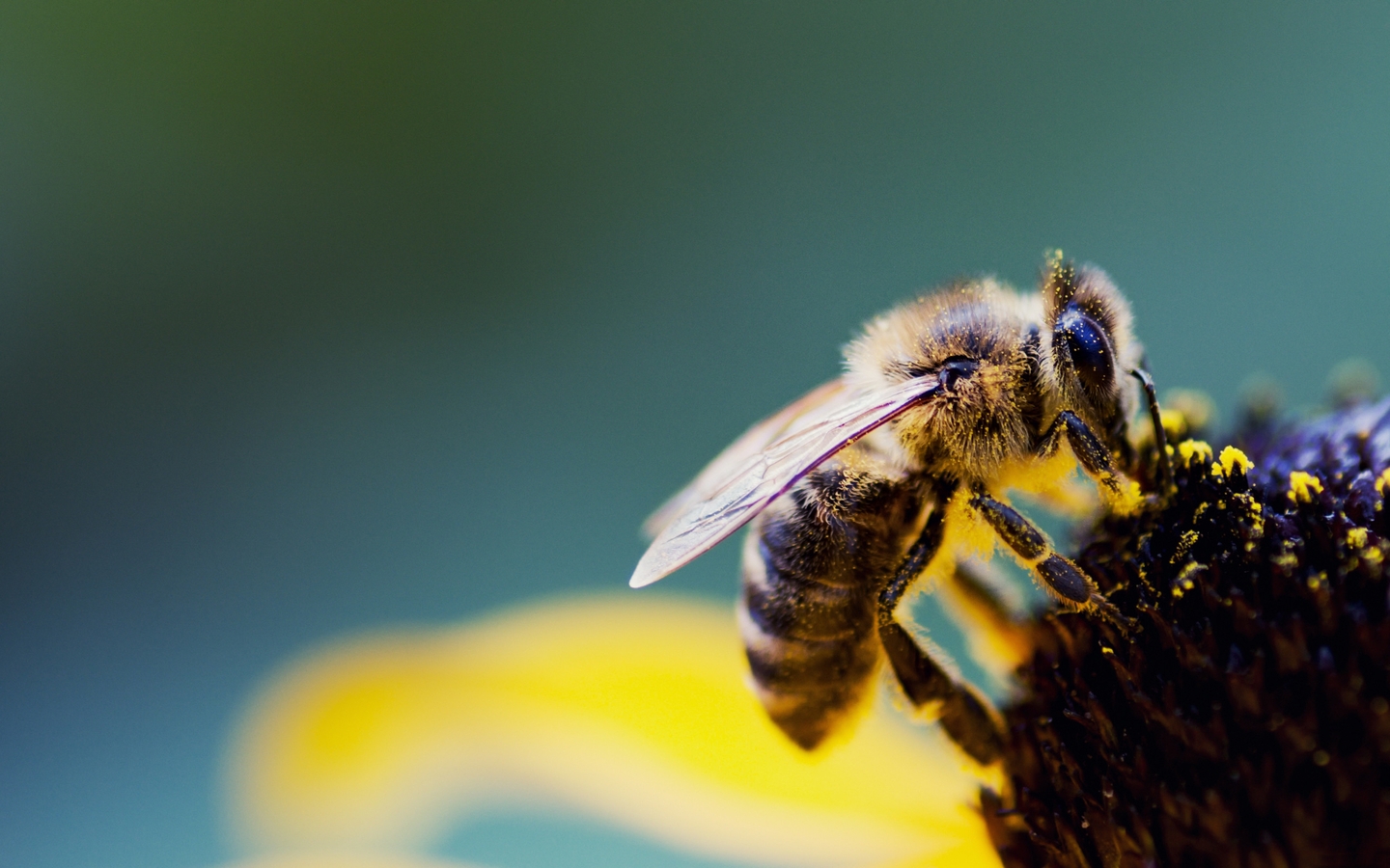 Картинка: Пчела, крылья, сидит, опыление, пыльца, цветок, размытость, макросъёмка