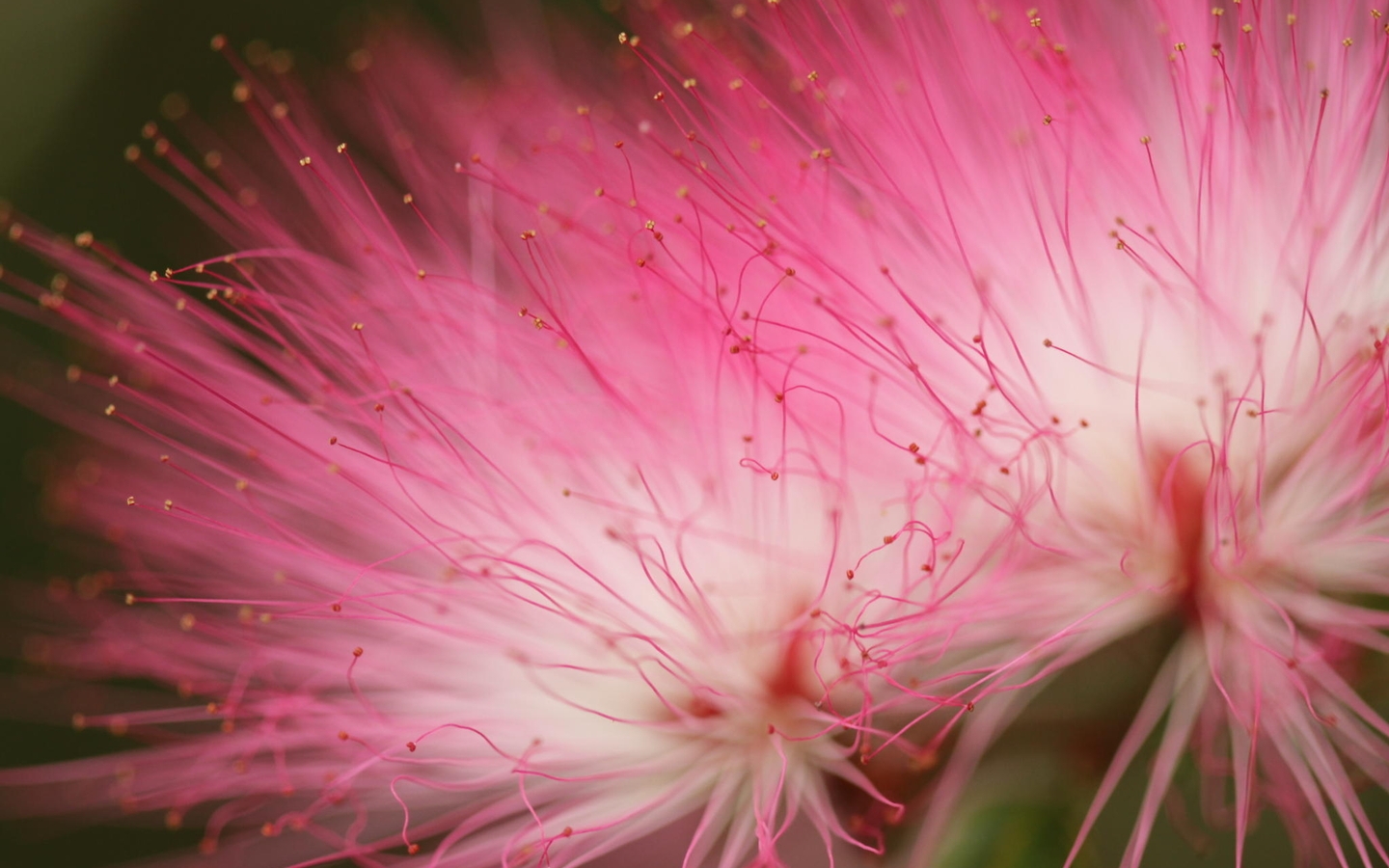 Image: Fluffy, pink, flower, acacia