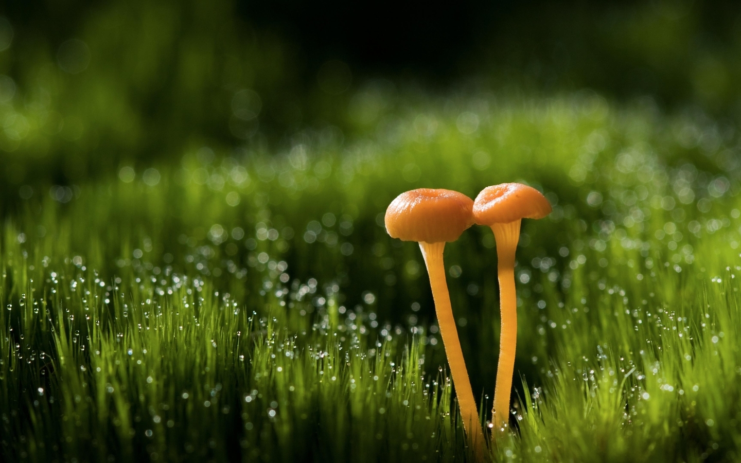 Image: Grass, mushrooms, couple, drops, dew, glare