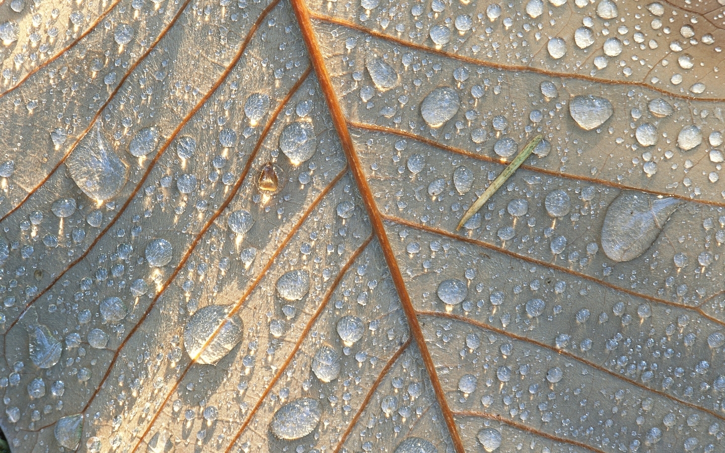 Image: Leaf, macro, drops, stem, dew, sunlight