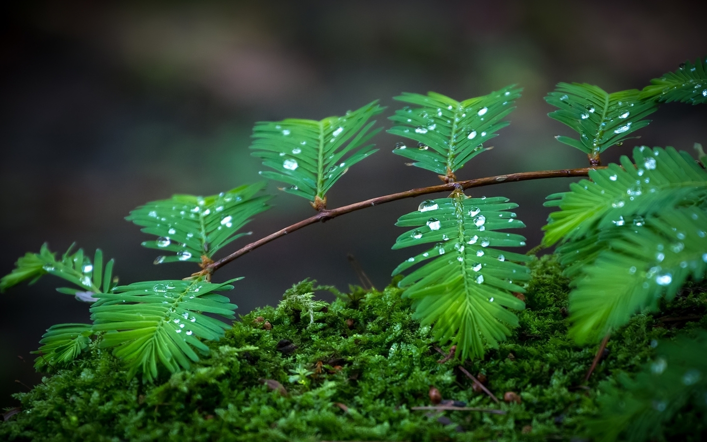 Image: Moss, herbs, leaves, branch, drops, macro