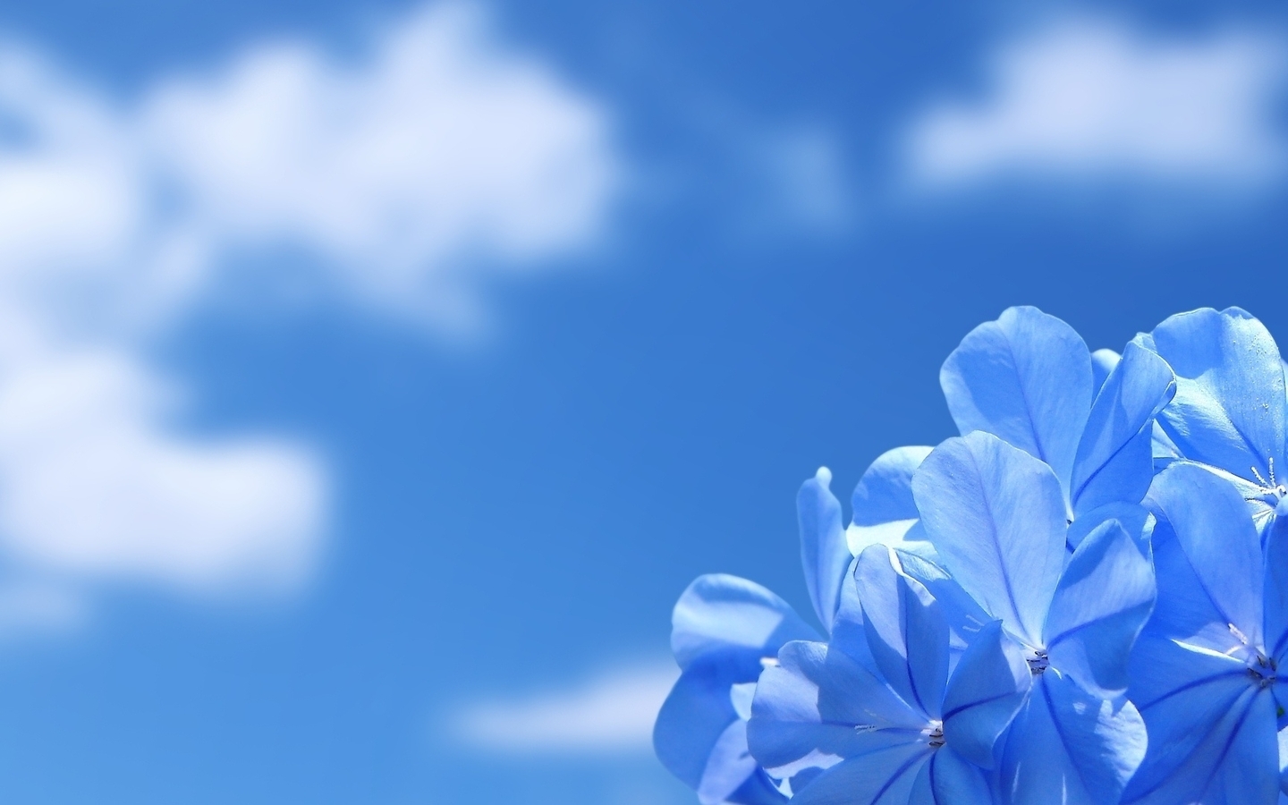 Картинка: Цветы, лепестки, голубые, небо, свет