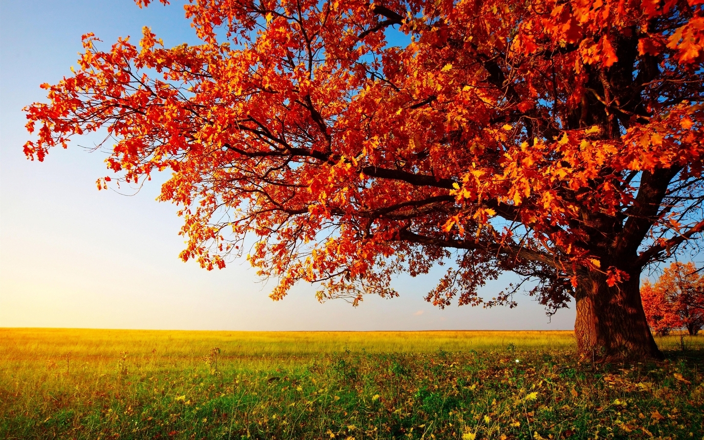 Картинка: Дерево, осень, листья, ветки, поле, трава