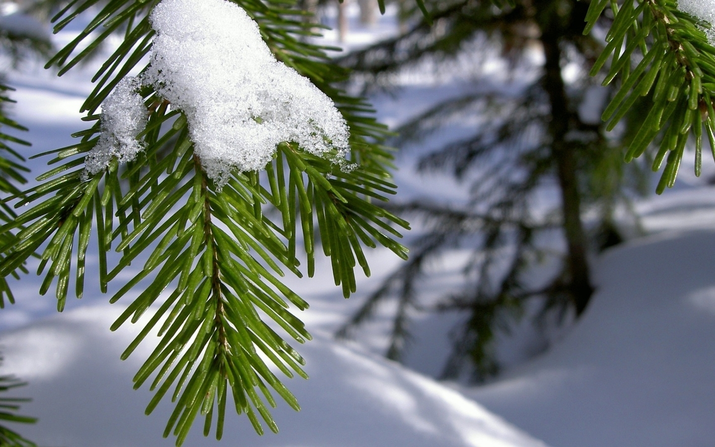 Image: Needles, spruce, needles, branch, snow, winter
