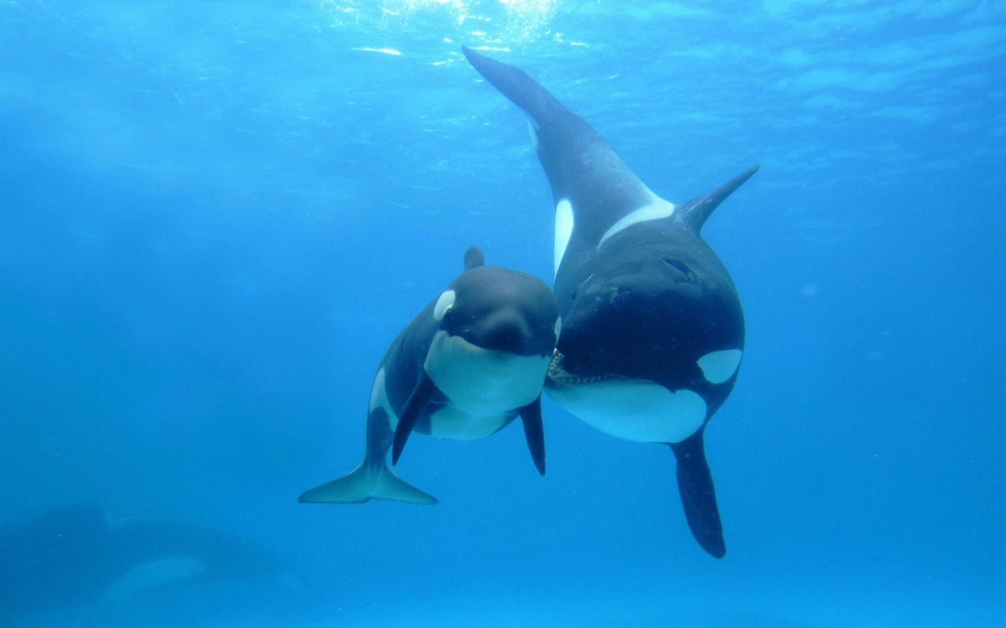 Image: Orca, mother, cub, sea, depth