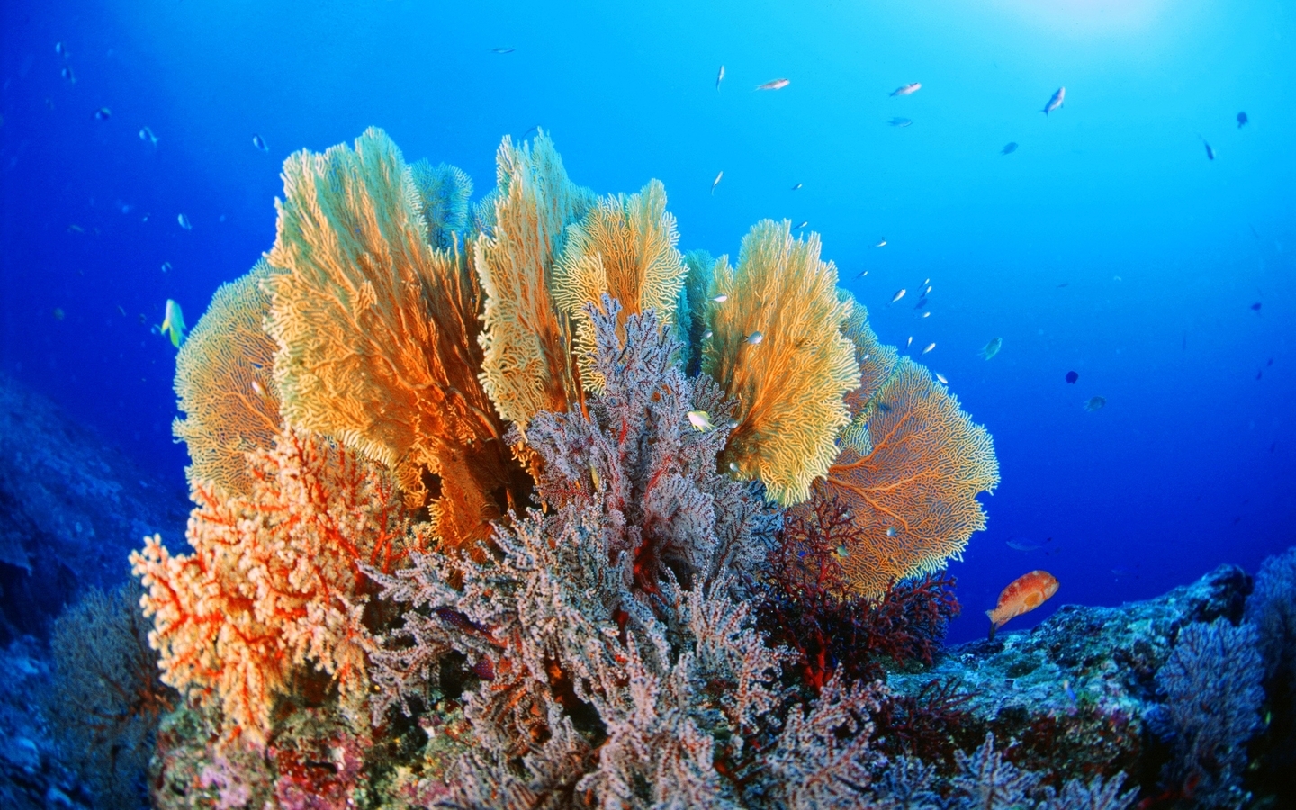 Image: Corals, fish, bottom, water