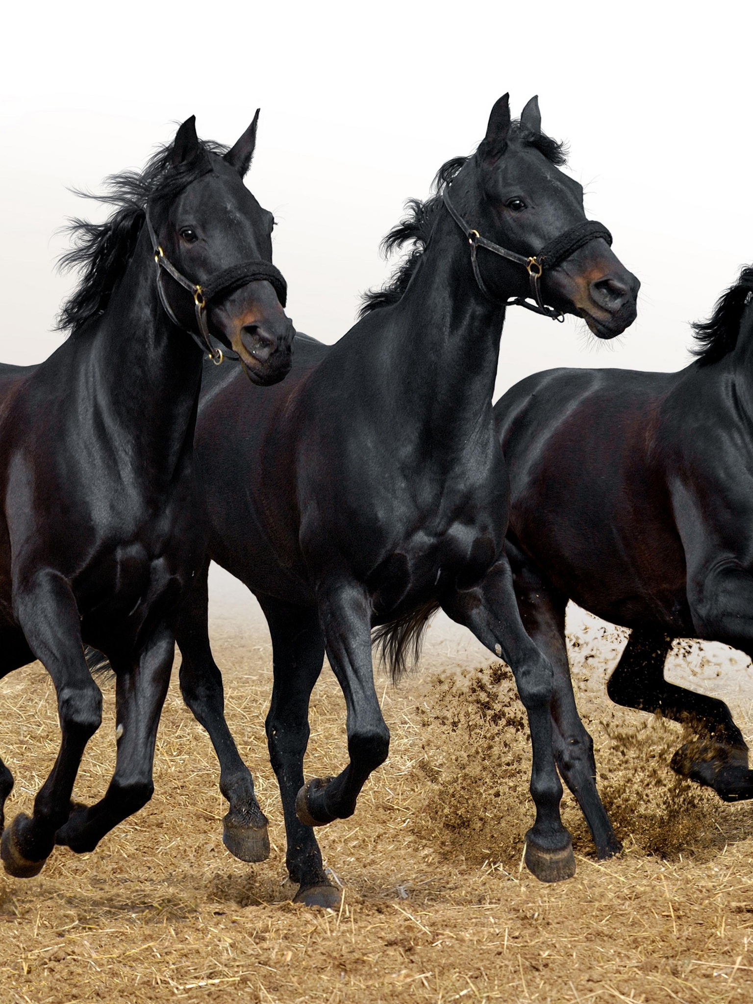 Image: Three, horse, horses, running, gallop, mane, black tail, hooves