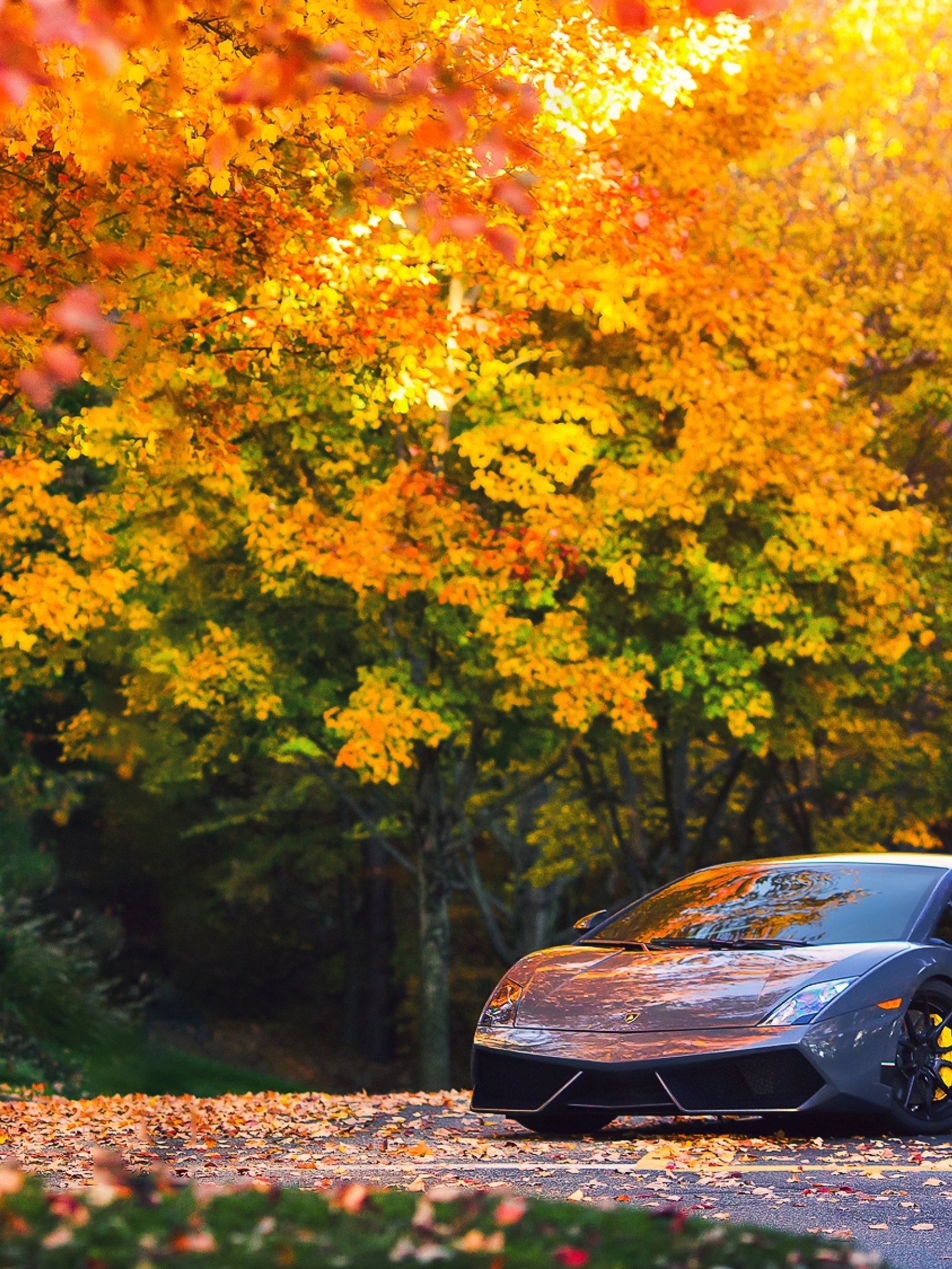 Image: Lamborghini Gallardo, silver, fall, foliage, road